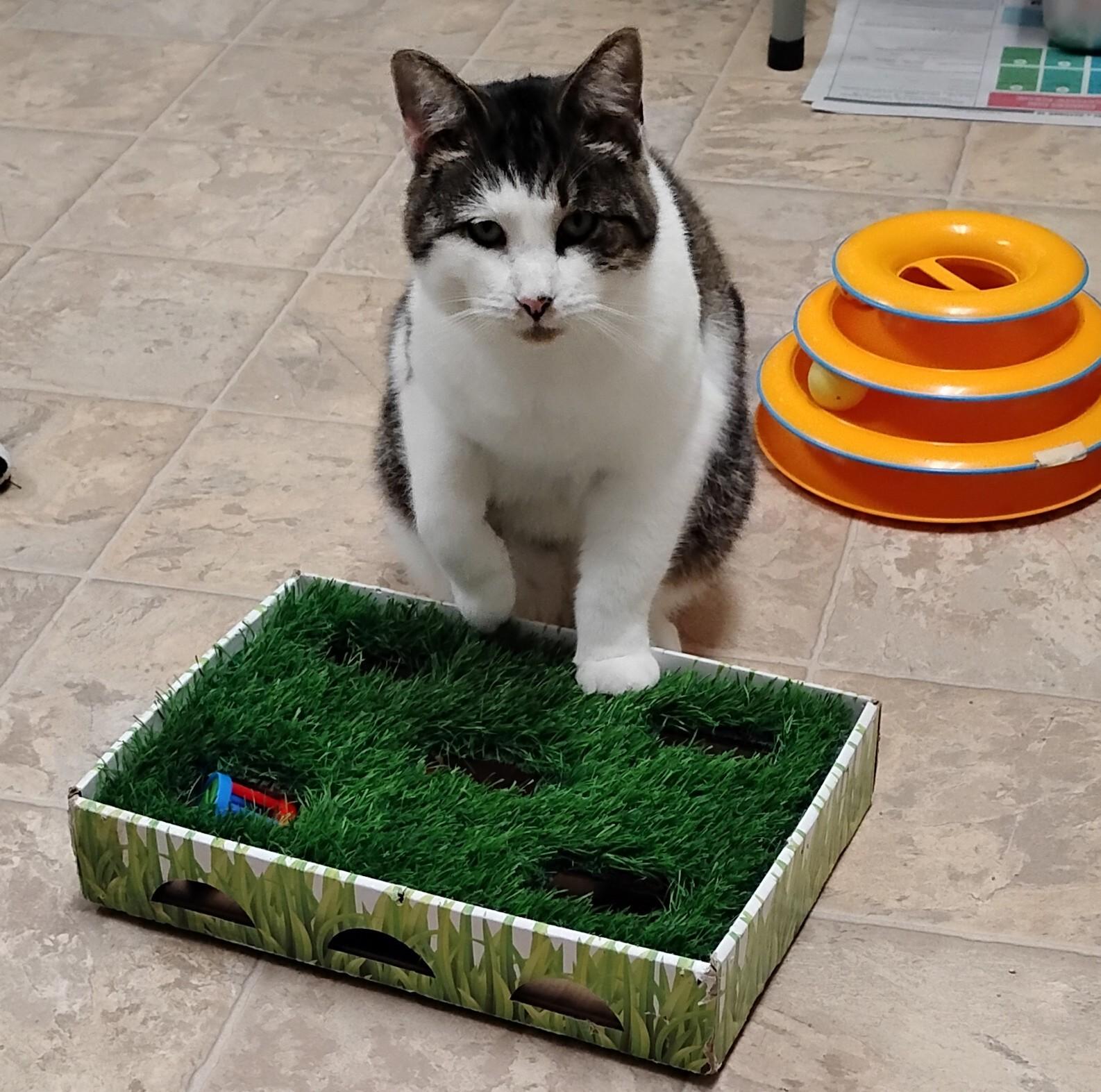 Nick, a Adoptable Domestic Short Hair in Dillsburg, PA image 2/6