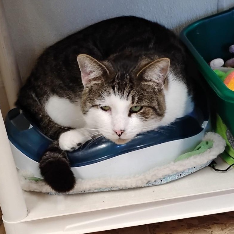 Nick, a Adoptable Domestic Short Hair in Dillsburg, PA image 3/6