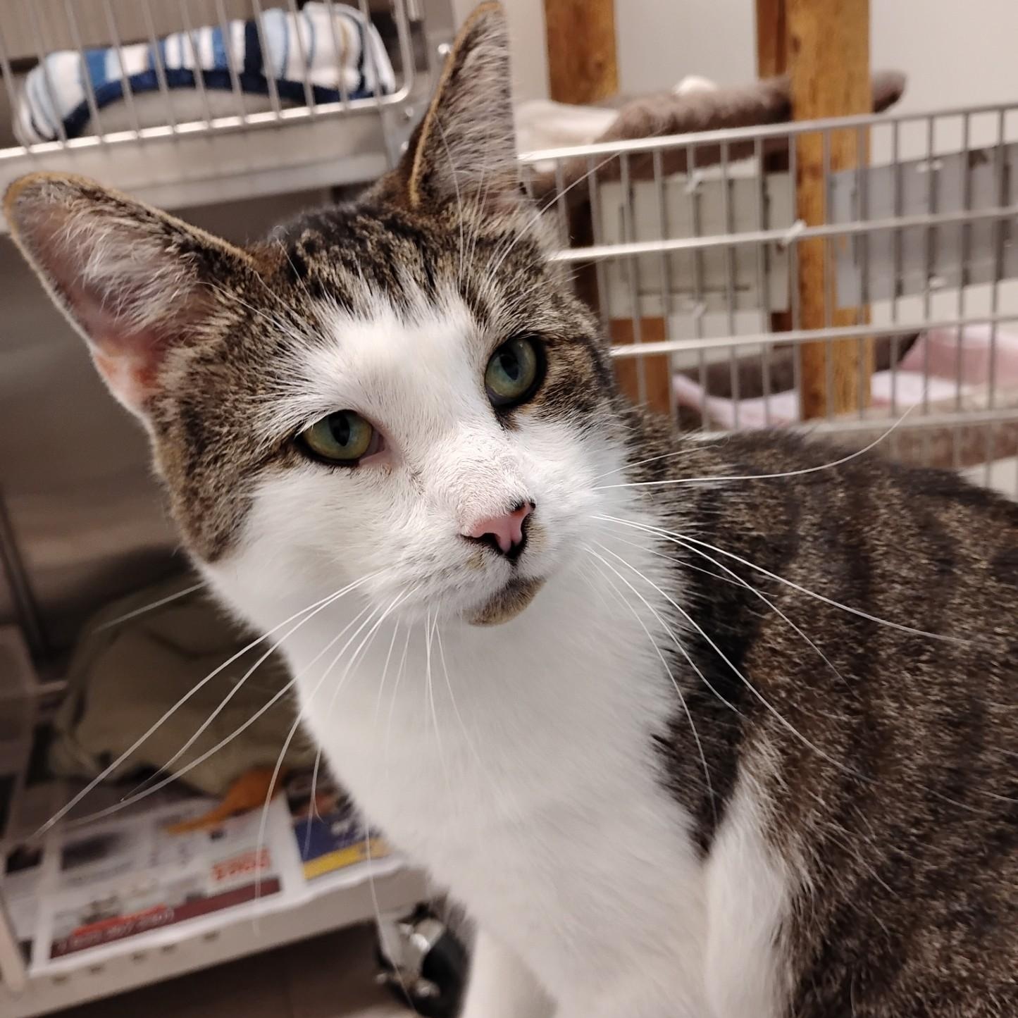 Nick, a Adoptable Domestic Short Hair in Dillsburg, PA image 4/6