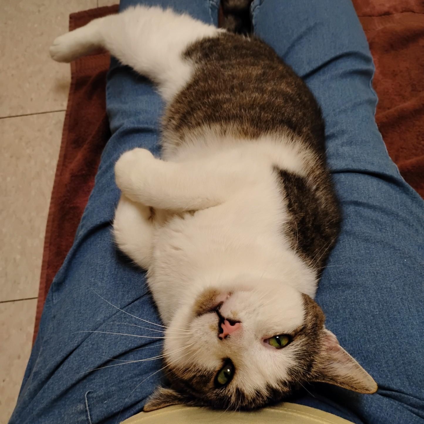 Nick, a Adoptable Domestic Short Hair in Dillsburg, PA image 5/6