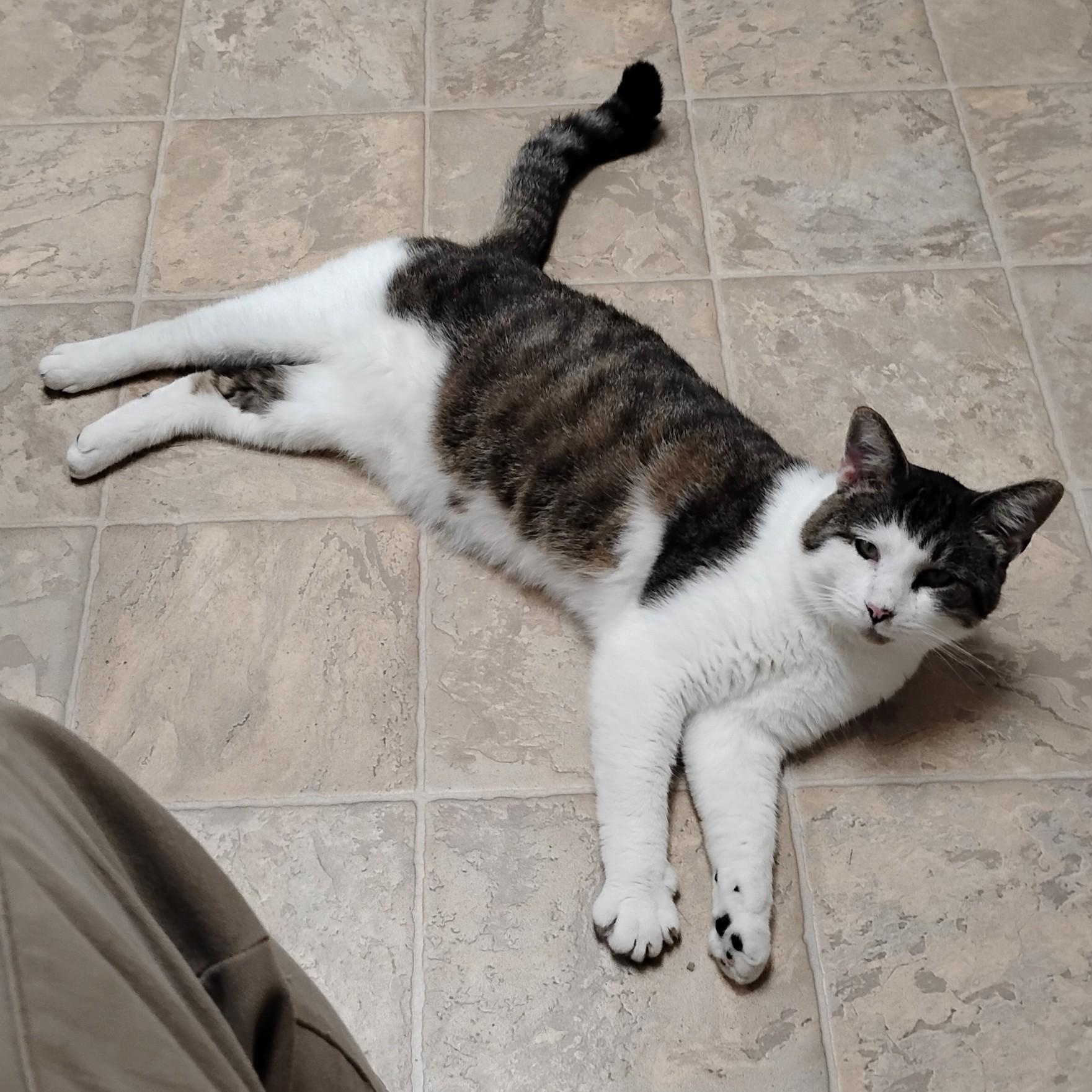 Nick, a Adoptable Domestic Short Hair in Dillsburg, PA image 6/6