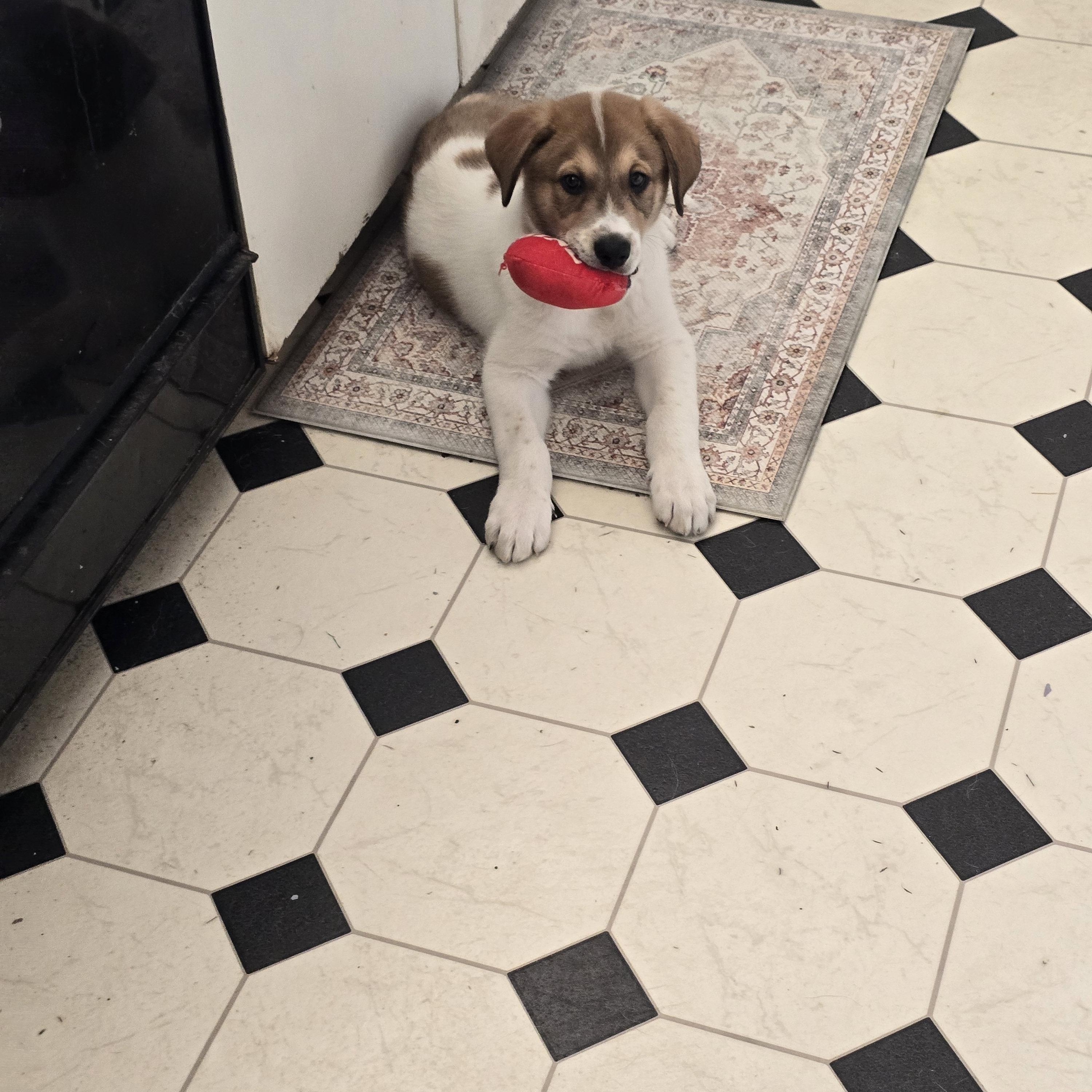 Enlarge Rubble and Dax, an adopted mixed breed in Santa Maria, CA image 5/6