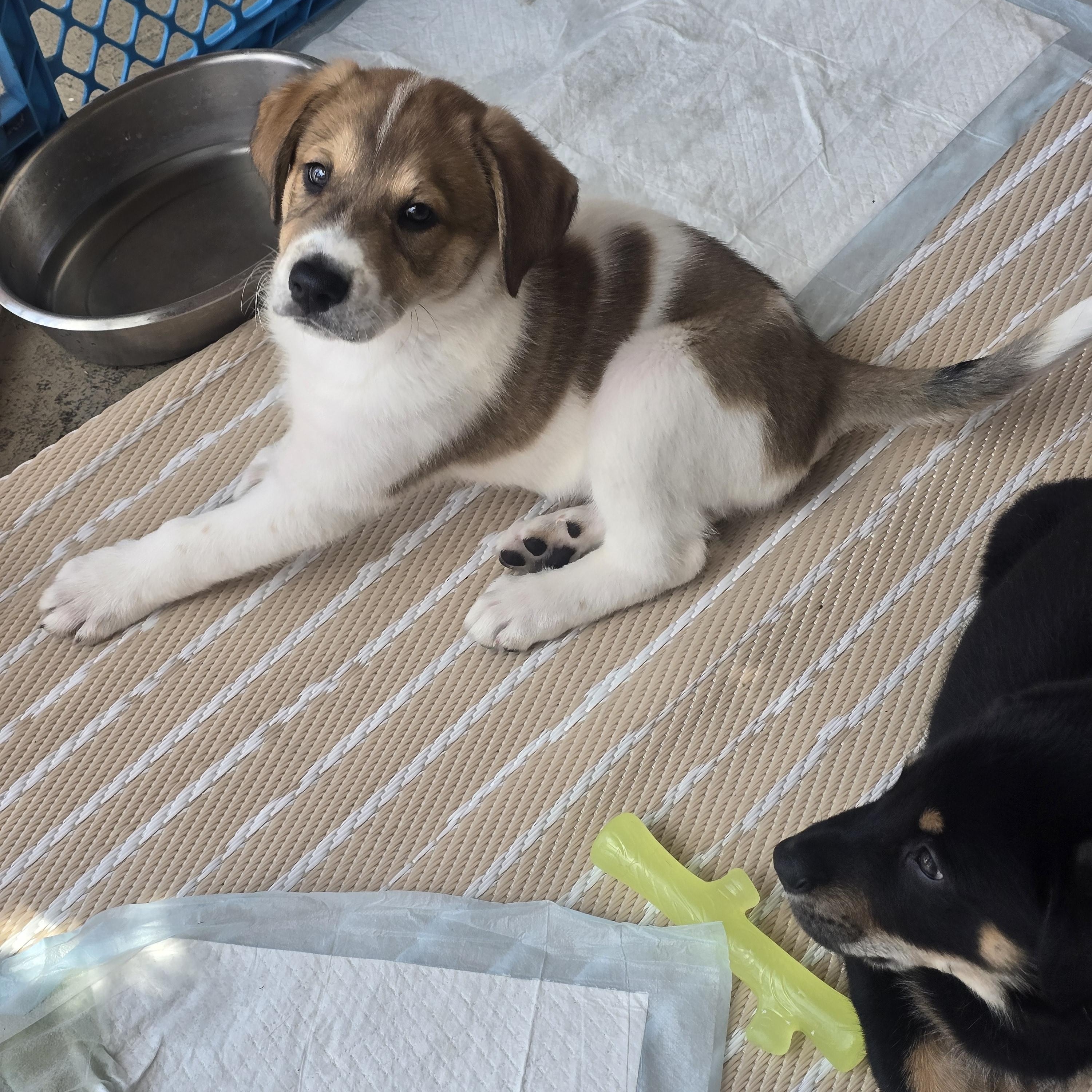 Enlarge Rubble and Dax, an adopted mixed breed in Santa Maria, CA image 6/6