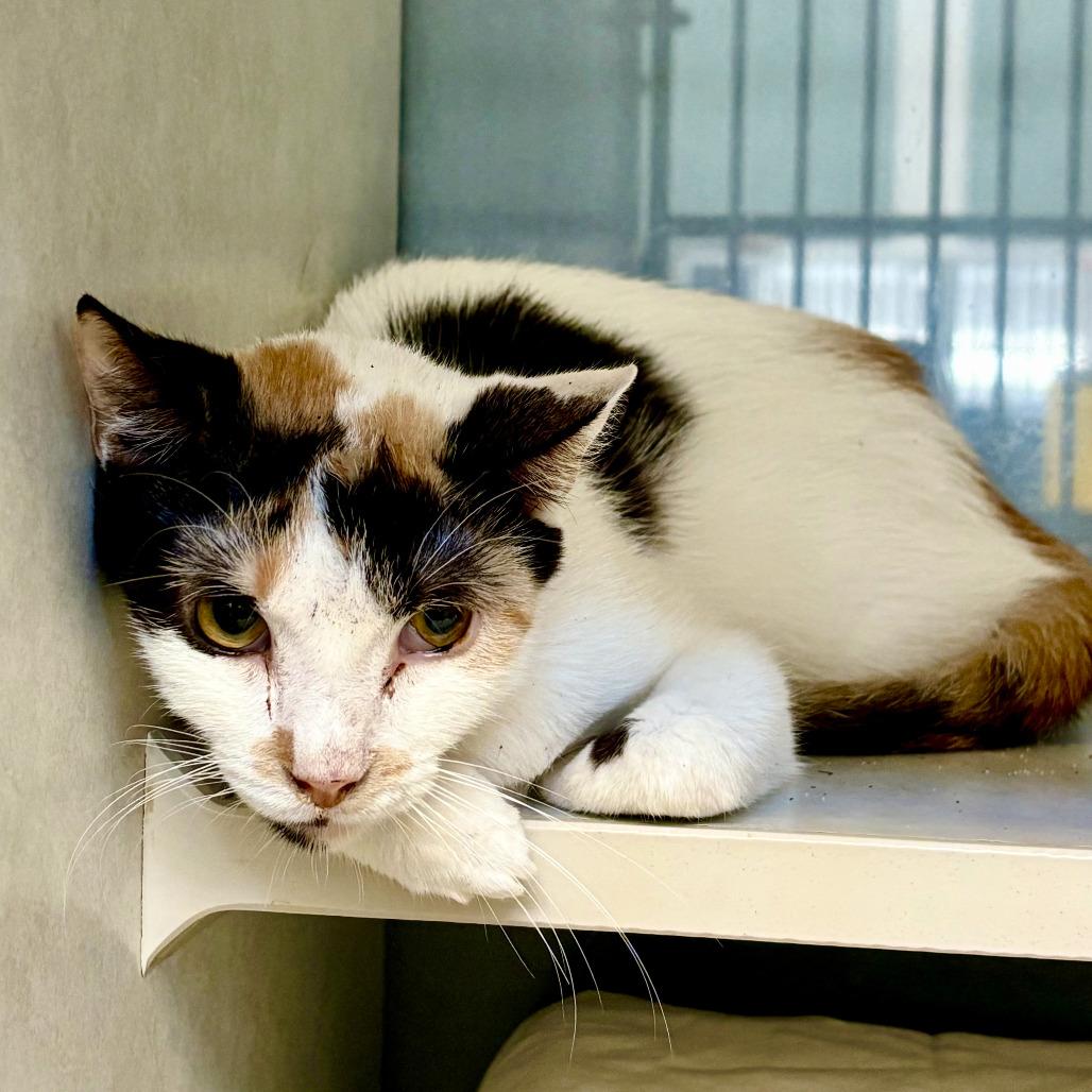 Tina, Adoptable, Young Female Domestic Short Hair.