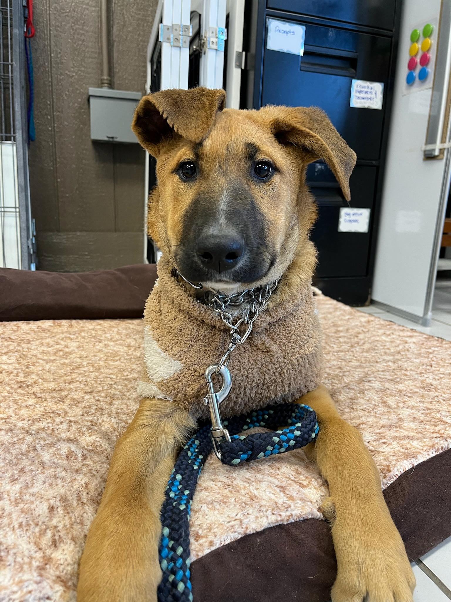Enlarge Max, an adopted mixed breed in Durango, CO image 6/6