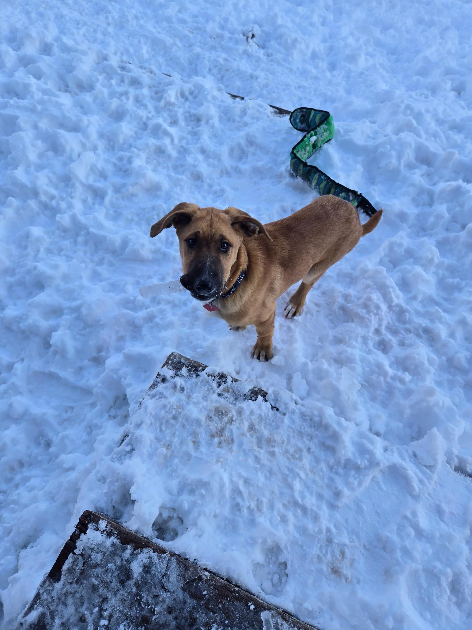 Enlarge Max, an adopted mixed breed in Durango, CO image 2/6