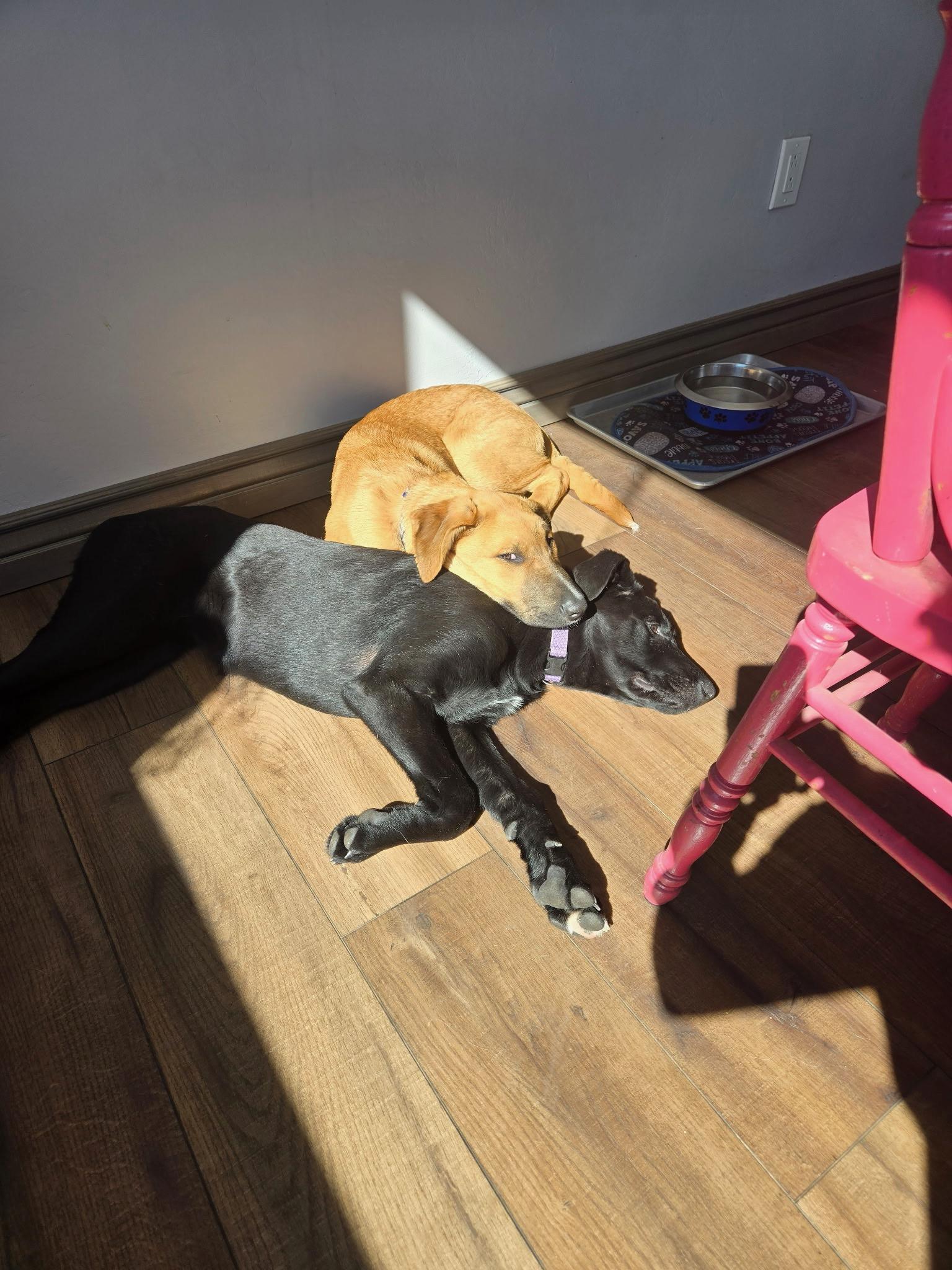 Enlarge Max, an adopted mixed breed in Durango, CO image 5/6