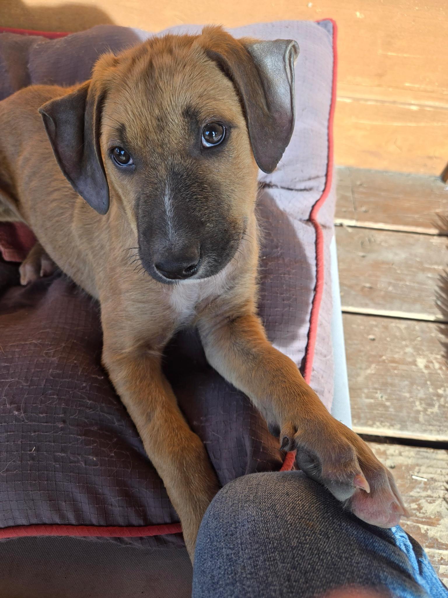 Enlarge Max, an adopted mixed breed in Durango, CO image 3/6