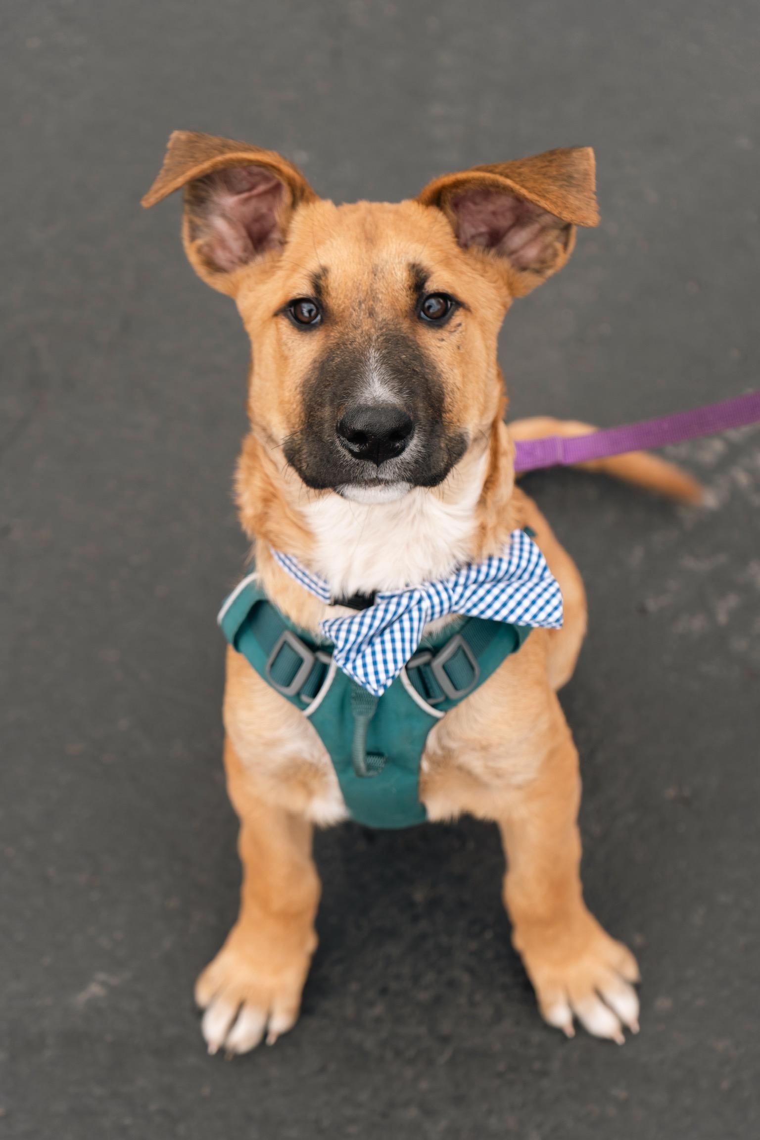 Enlarge Max, an adopted mixed breed in Durango, CO image 1/6