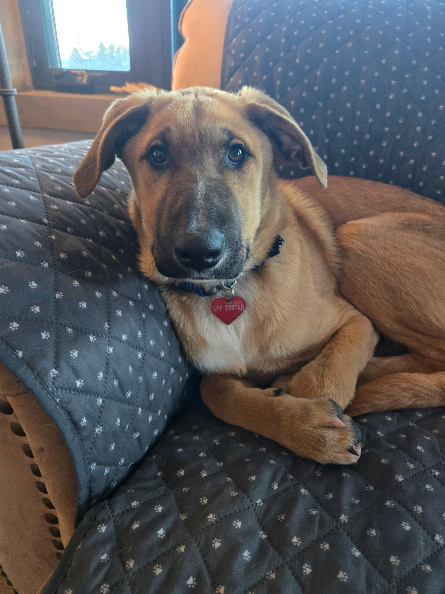 Enlarge Max, an adopted mixed breed in Durango, CO image 4/6