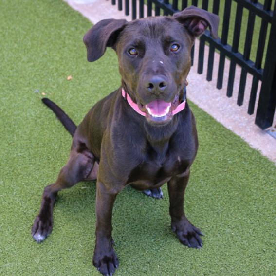 Enlarge Bruce, a Adoptable Black Labrador Retriever in Wichita, KS image 1/2