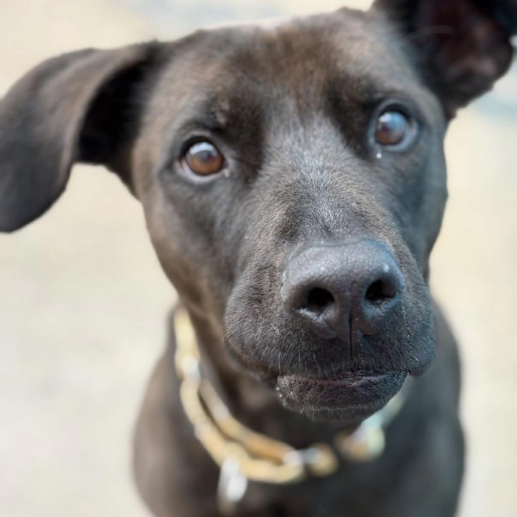 Enlarge Bruce, a Adoptable Black Labrador Retriever in Wichita, KS image 2/2