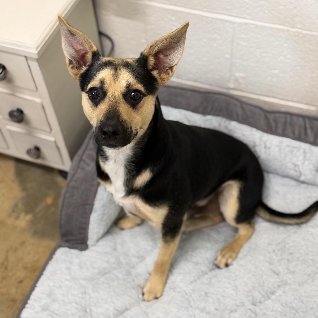 Zephyr, Adoptable, Young Male Australian Cattle Dog / Blue Heeler & Shepherd.