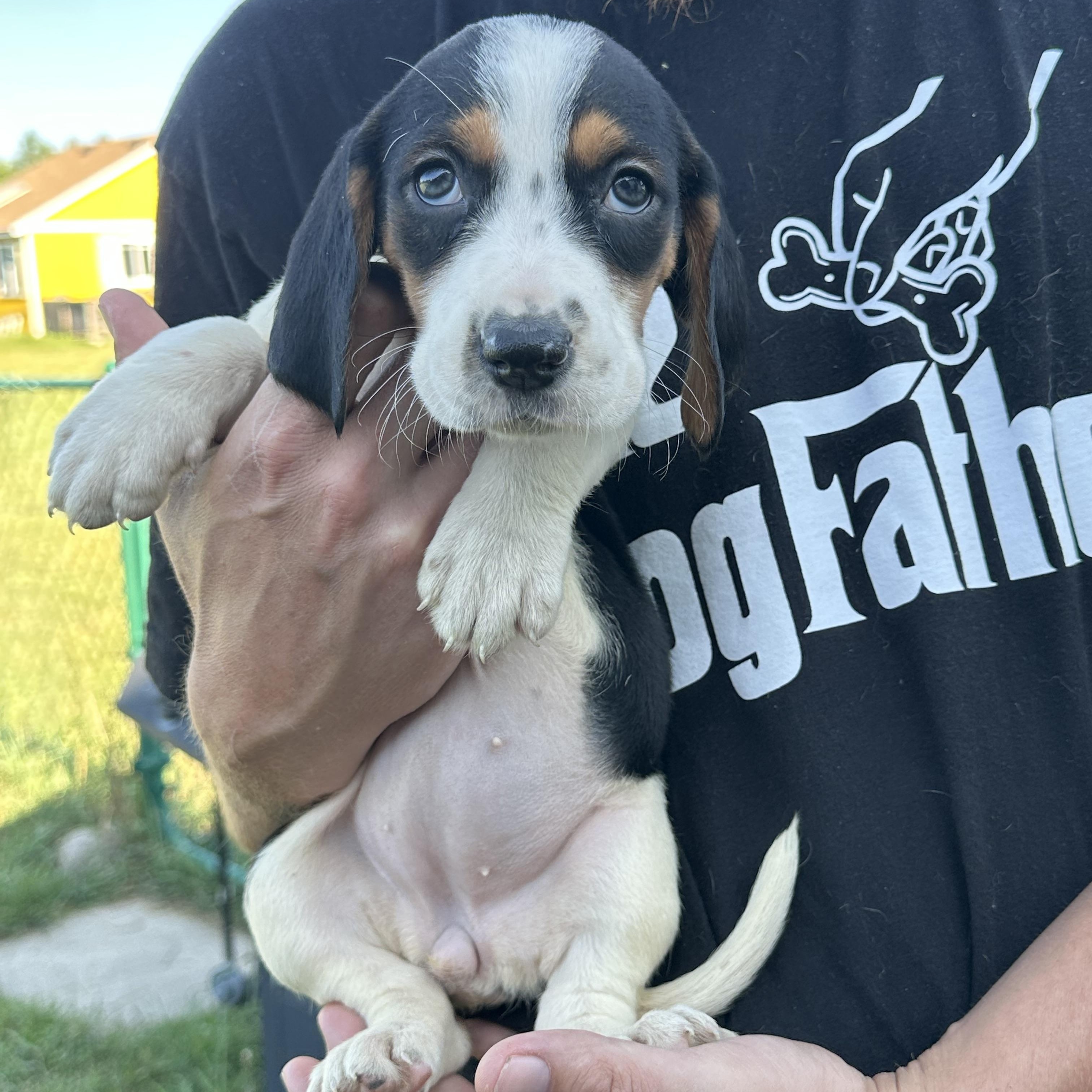 Enlarge Lainey, a Adopted mixed breed in Mansfield, ON image 1/4