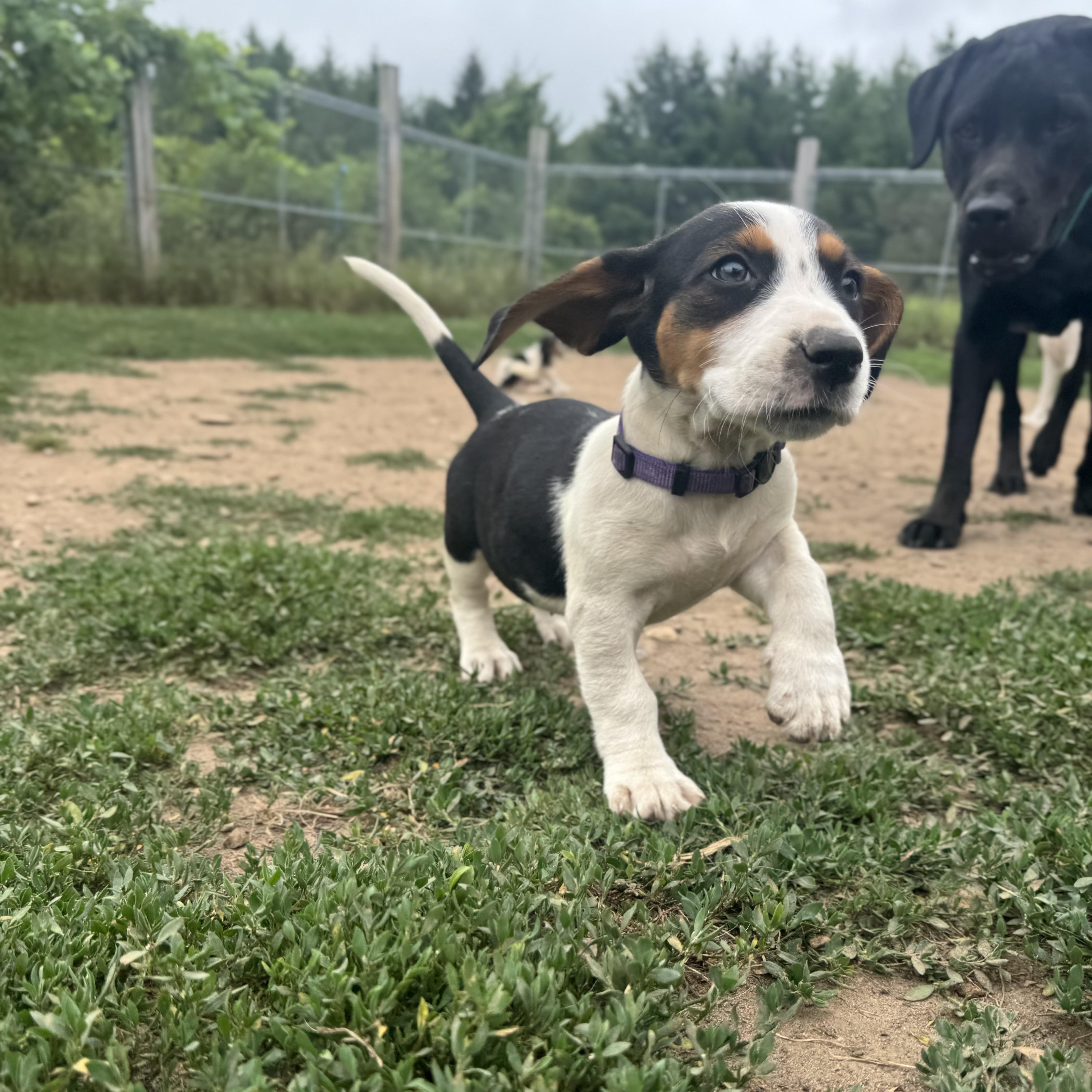 Enlarge Lainey, a Adopted mixed breed in Mansfield, ON image 3/4