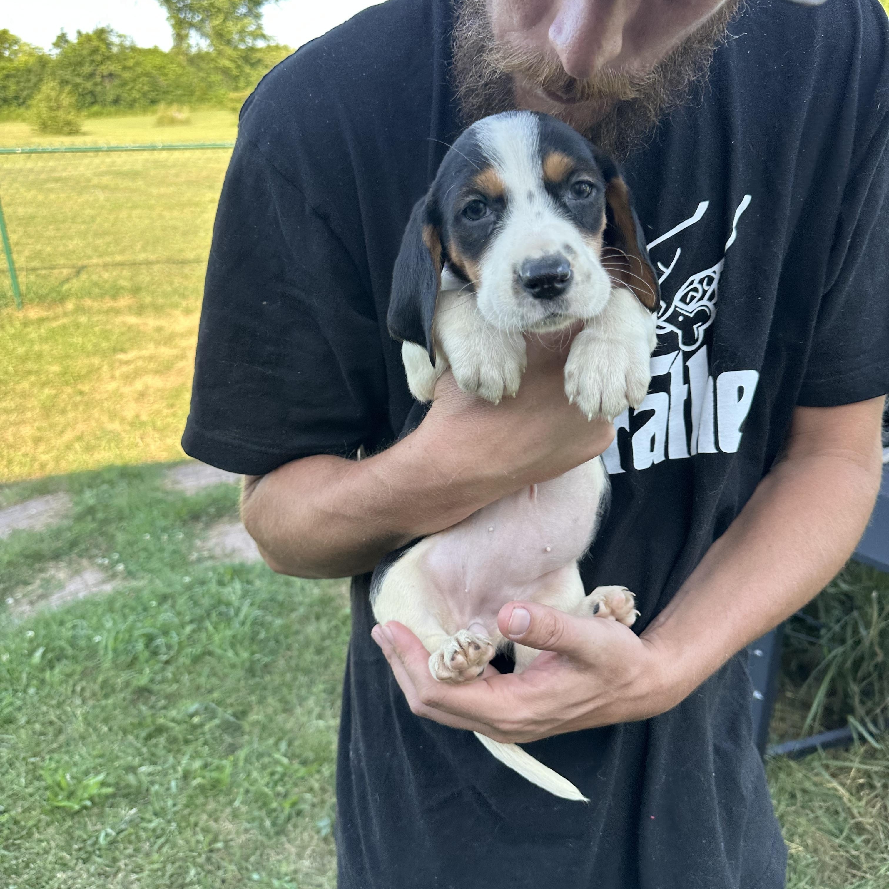 Enlarge Lainey, a Adopted mixed breed in Mansfield, ON image 2/4