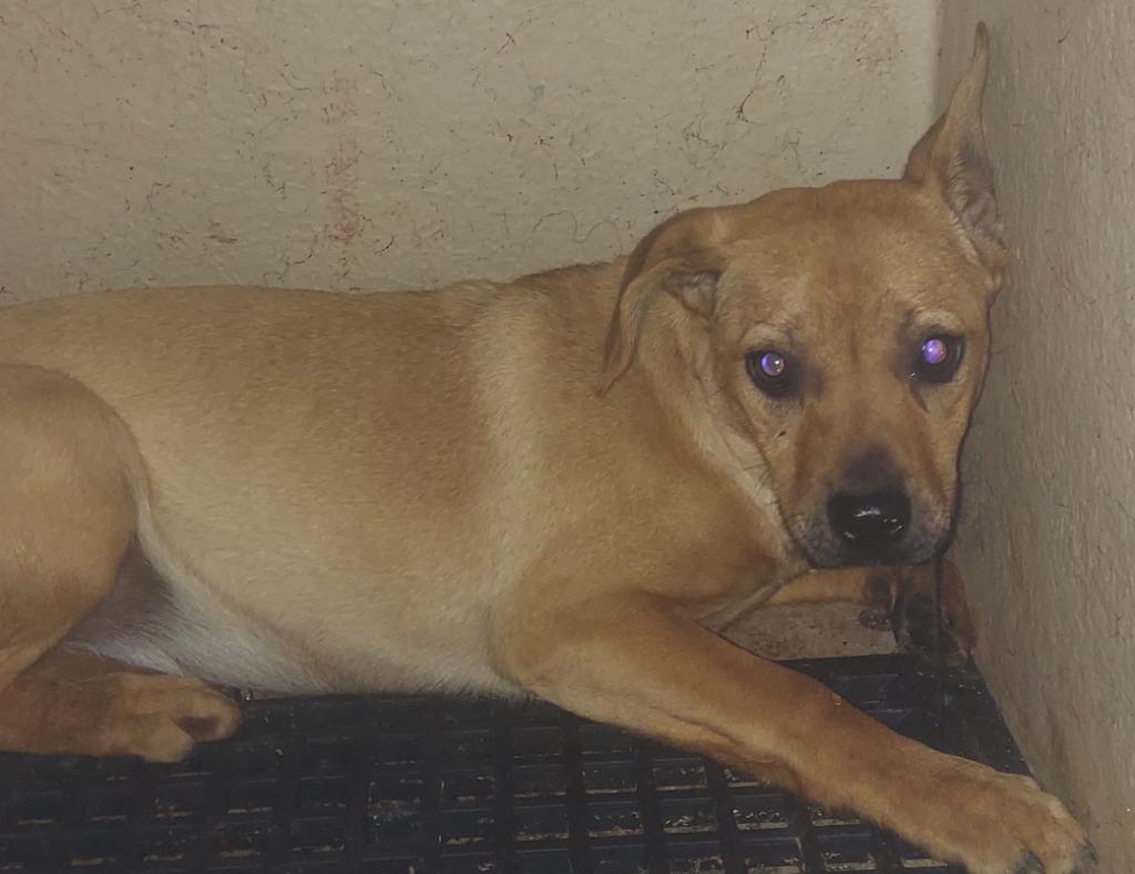 Enlarge BETTY, a Adoptable mixed breed in Cartersville , GA image 1/1