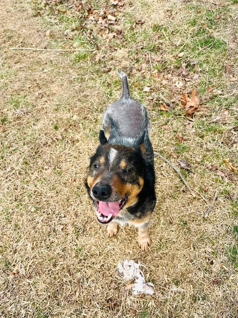 Chuppy, a Adoptable Australian Cattle Dog / Blue Heeler in Fuquay-Varina, NC image 5/6