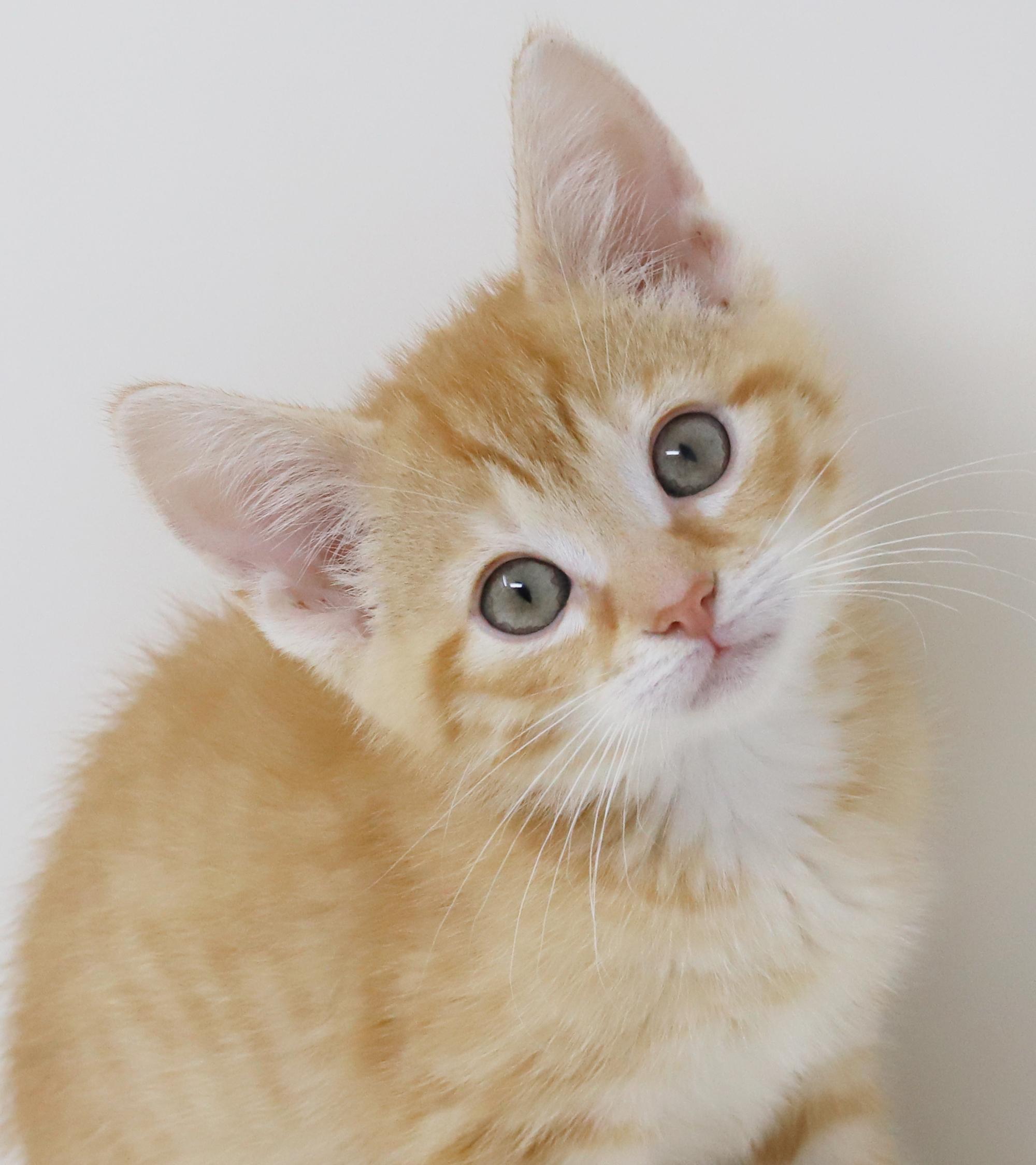 Enlarge Hippo is the king of all jungles - chonky love muffin, an adopted Tabby in Bedford Hills, NY image 5/6