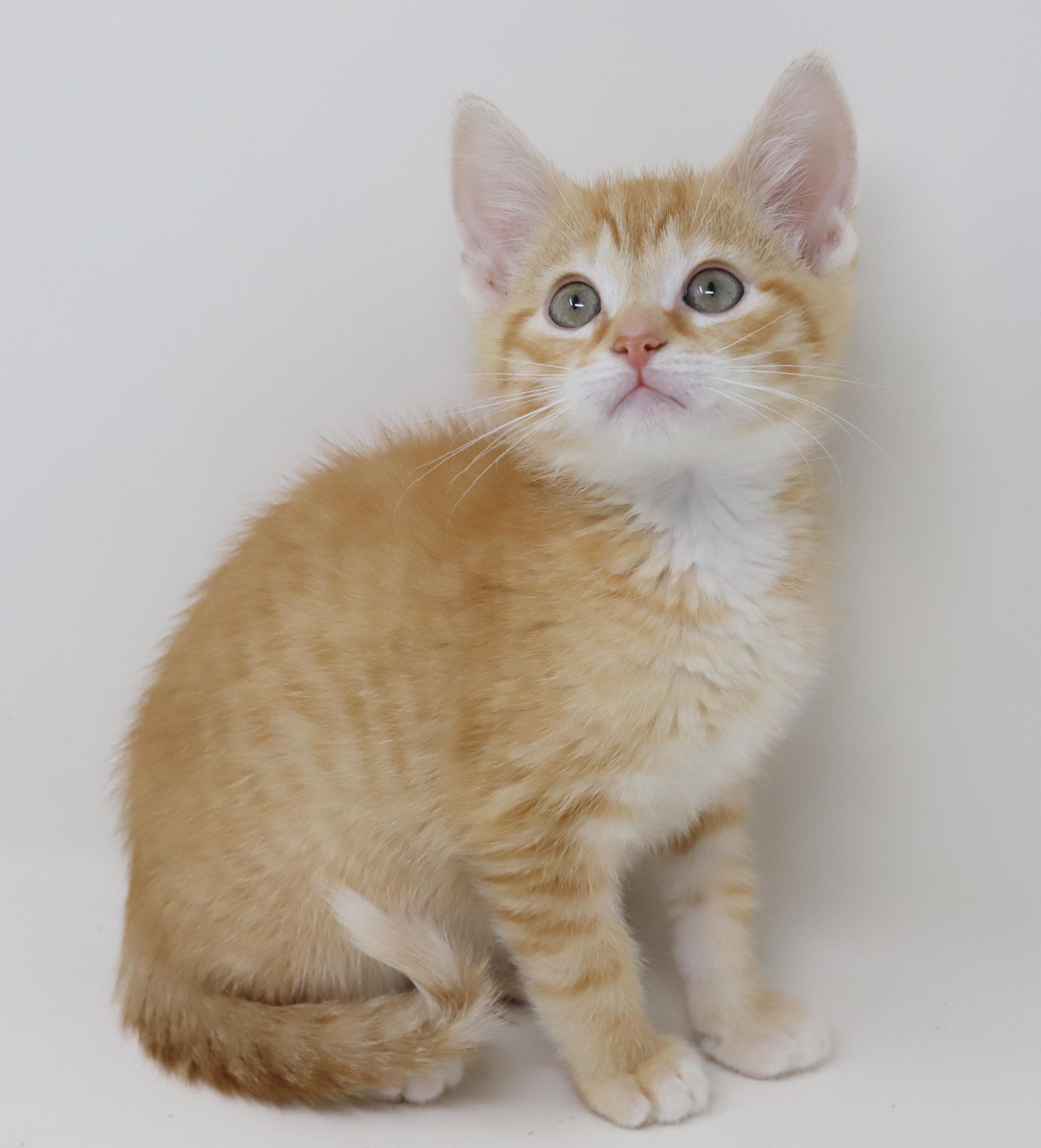 Enlarge Hippo is the king of all jungles - chonky love muffin, an adopted Tabby in Bedford Hills, NY image 4/6