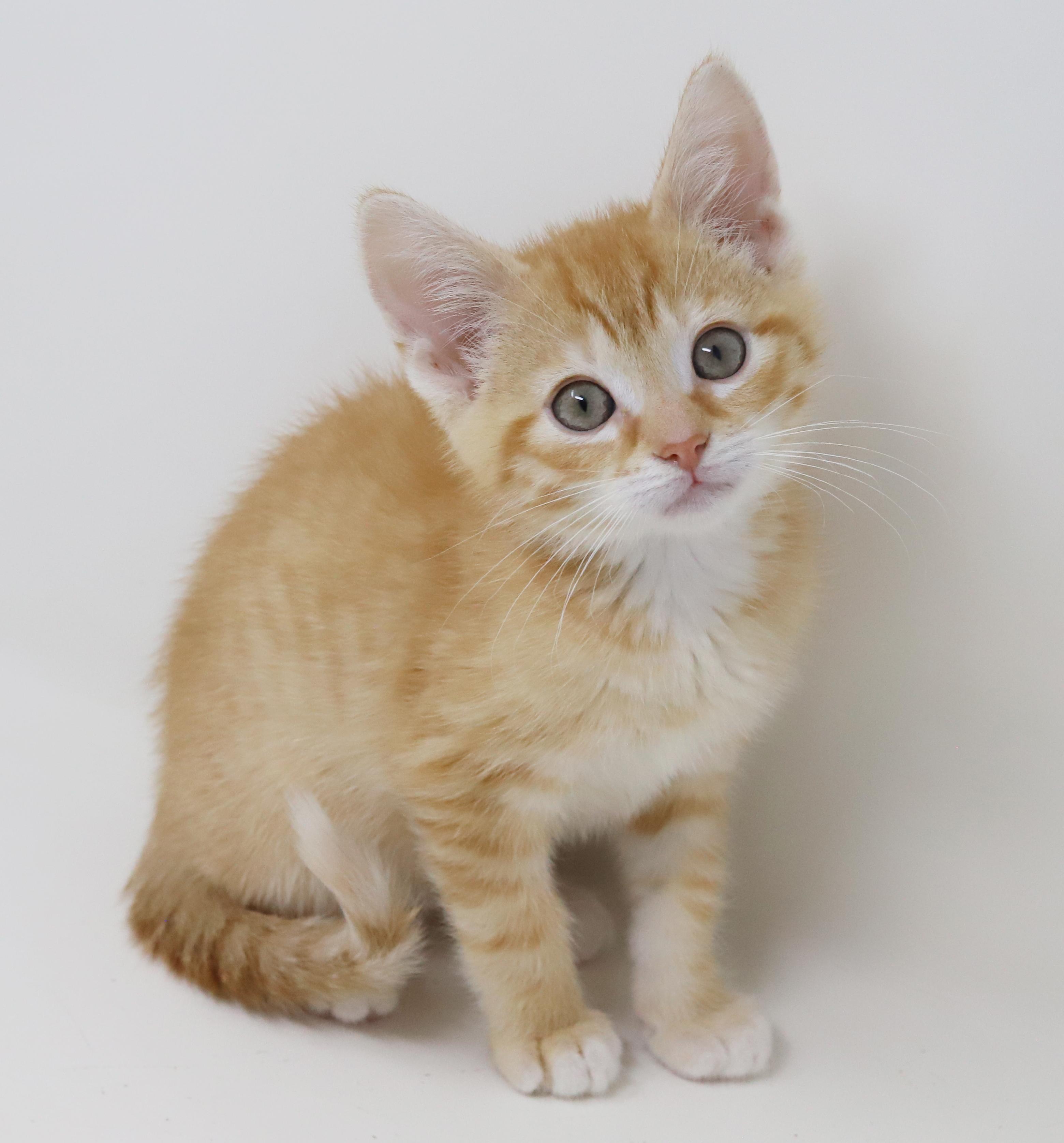 Enlarge Hippo is the king of all jungles - chonky love muffin, an adopted Tabby in Bedford Hills, NY image 2/6