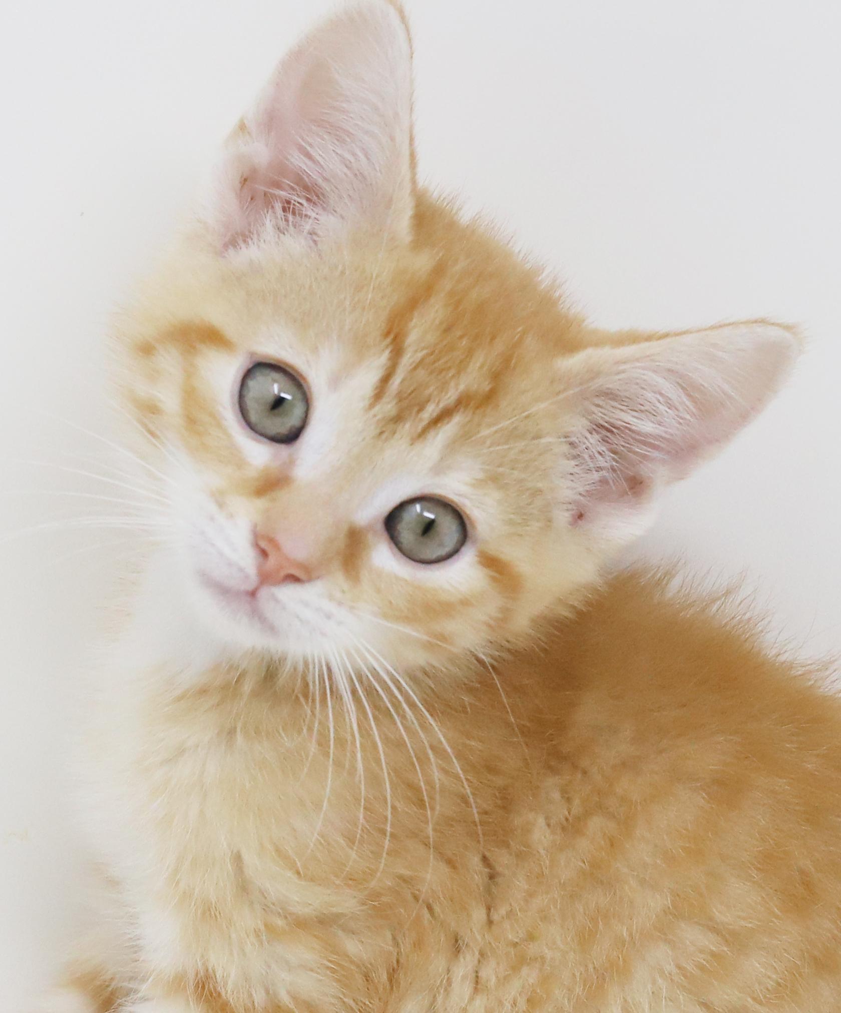 Enlarge Hippo is the king of all jungles - chonky love muffin, an adopted Tabby in Bedford Hills, NY image 1/6