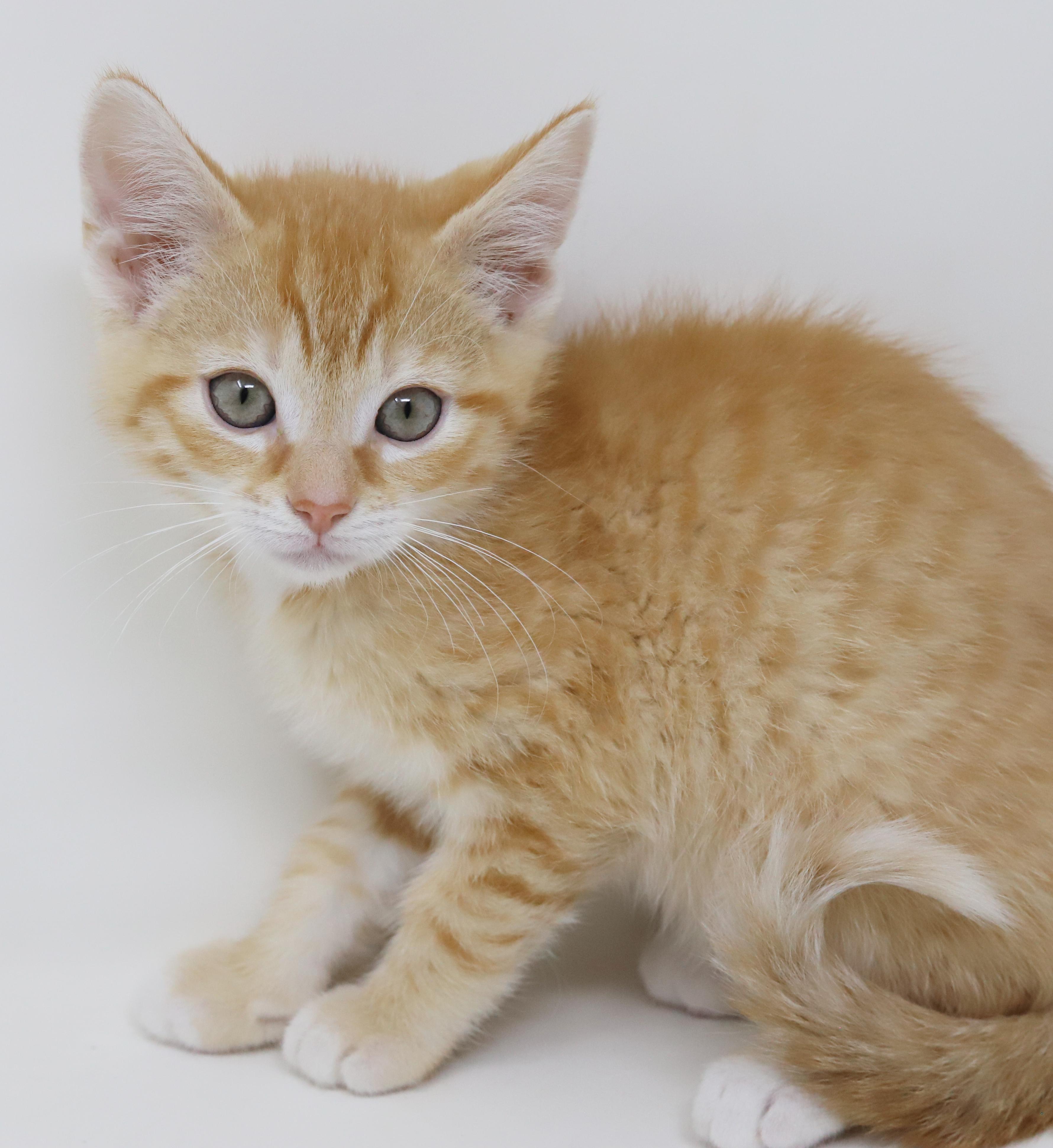 Enlarge Hippo is the king of all jungles - chonky love muffin, an adopted Tabby in Bedford Hills, NY image 6/6