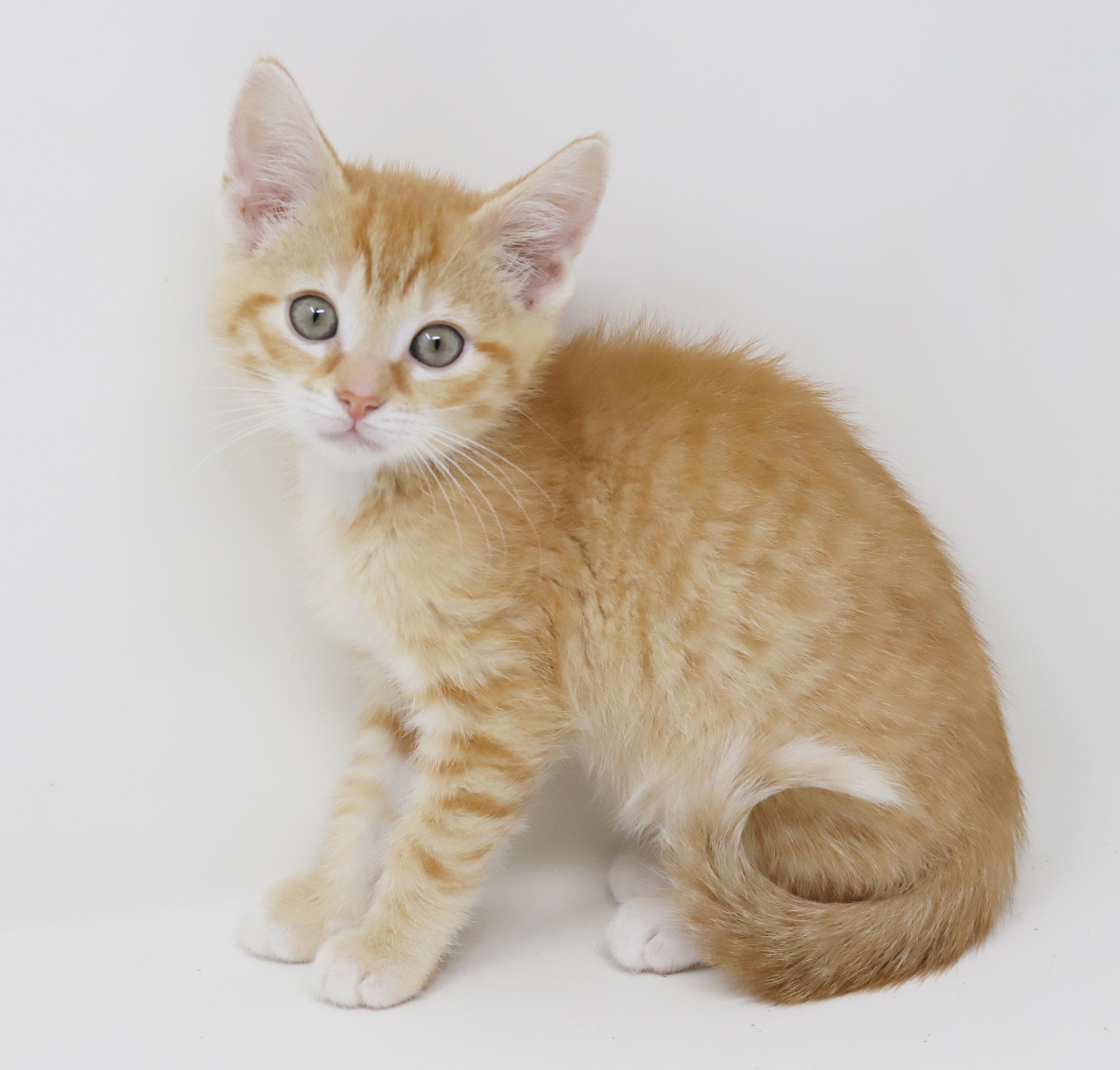 Enlarge Hippo is the king of all jungles - chonky love muffin, an adopted Tabby in Bedford Hills, NY image 3/6