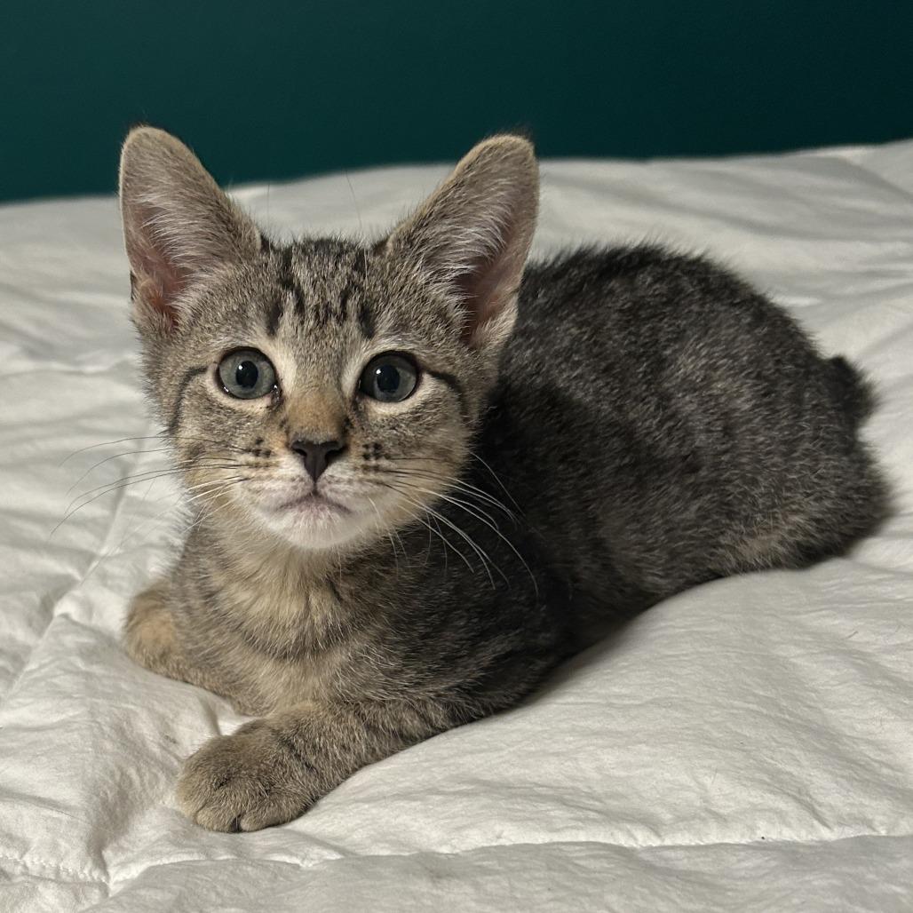 Enlarge Pumpkin Pie, a Adoptable Domestic Short Hair in Lake Panasoffkee, FL image 1/2