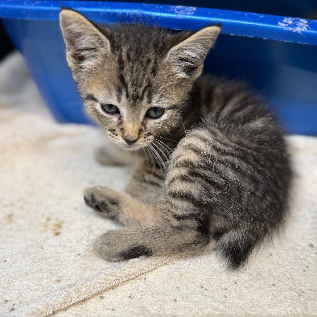 Enlarge Pumpkin Pie, a Adoptable Domestic Short Hair in Lake Panasoffkee, FL image 2/2