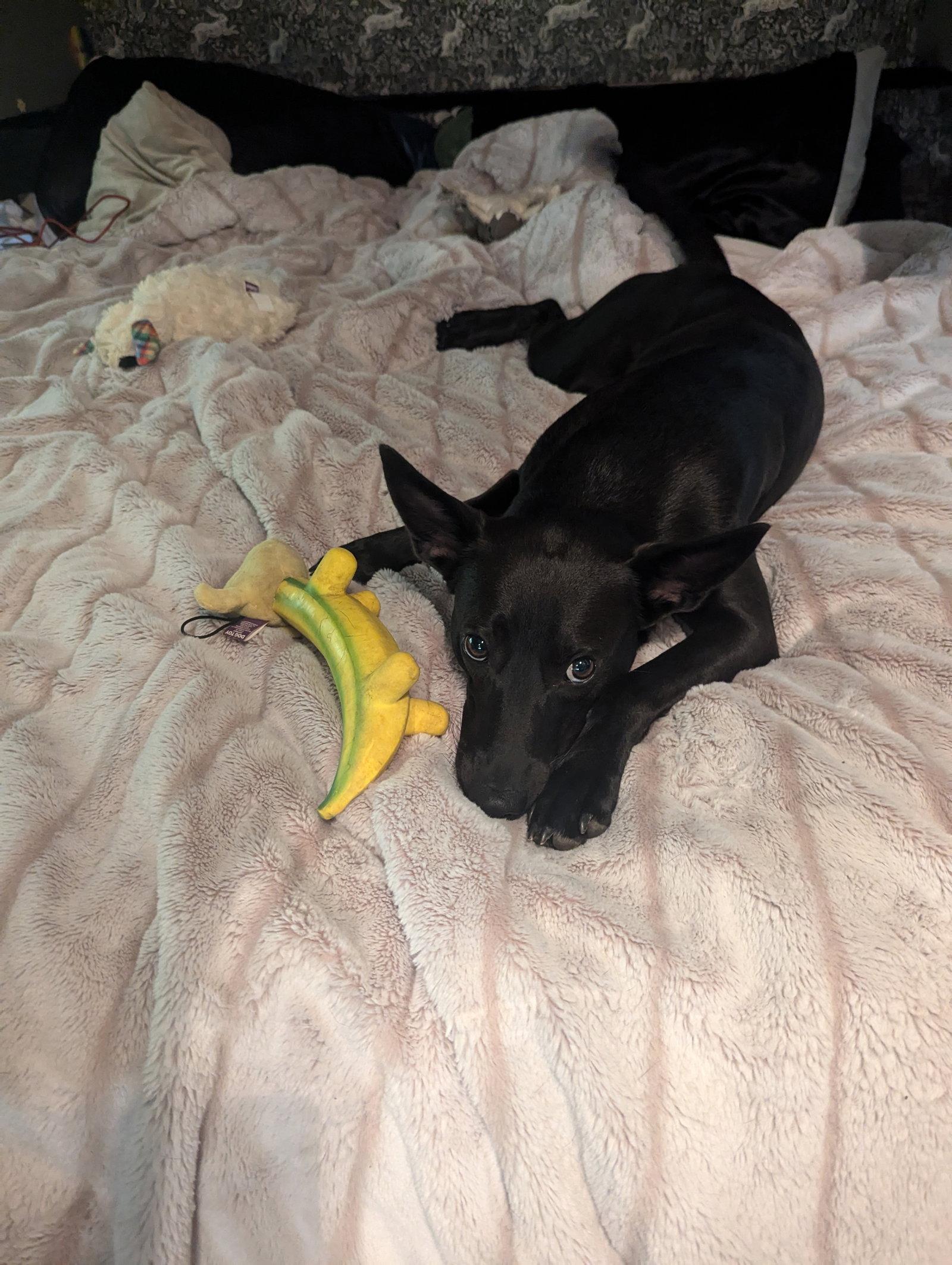 Enlarge Luke, a Adoptable mixed breed in Winter Park, CO image 1/3