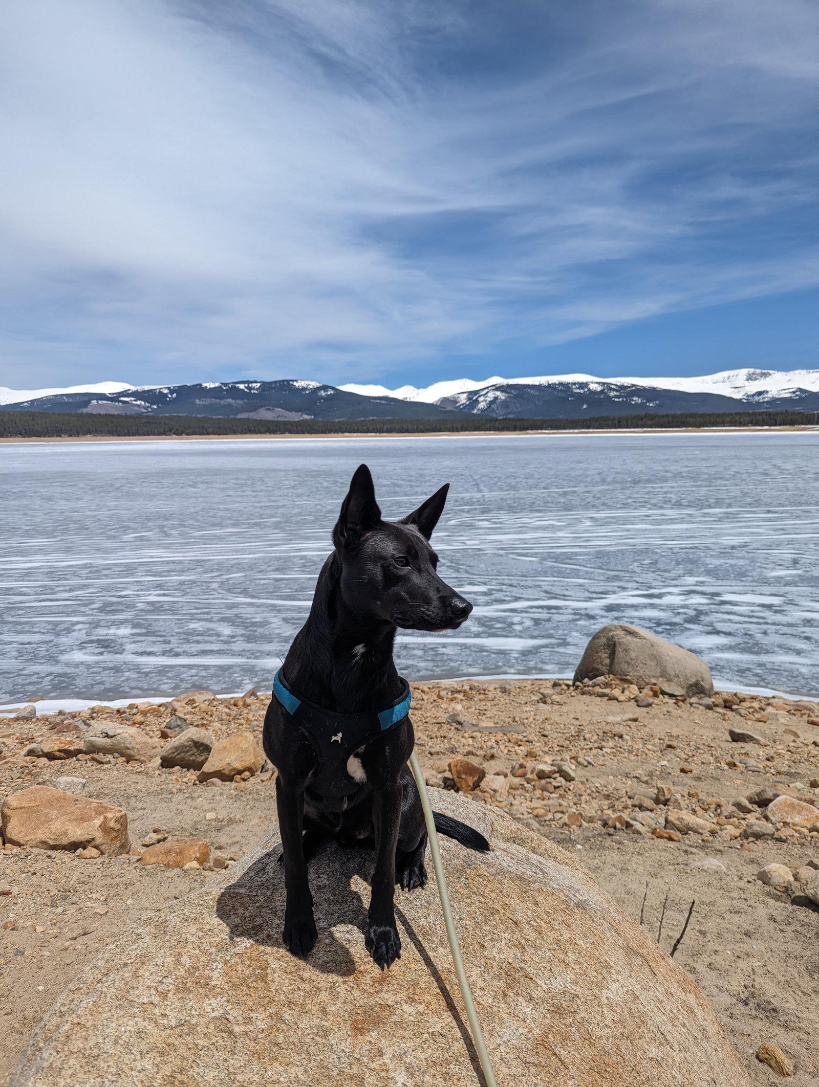 Enlarge Luke, a Adoptable mixed breed in Winter Park, CO image 2/3
