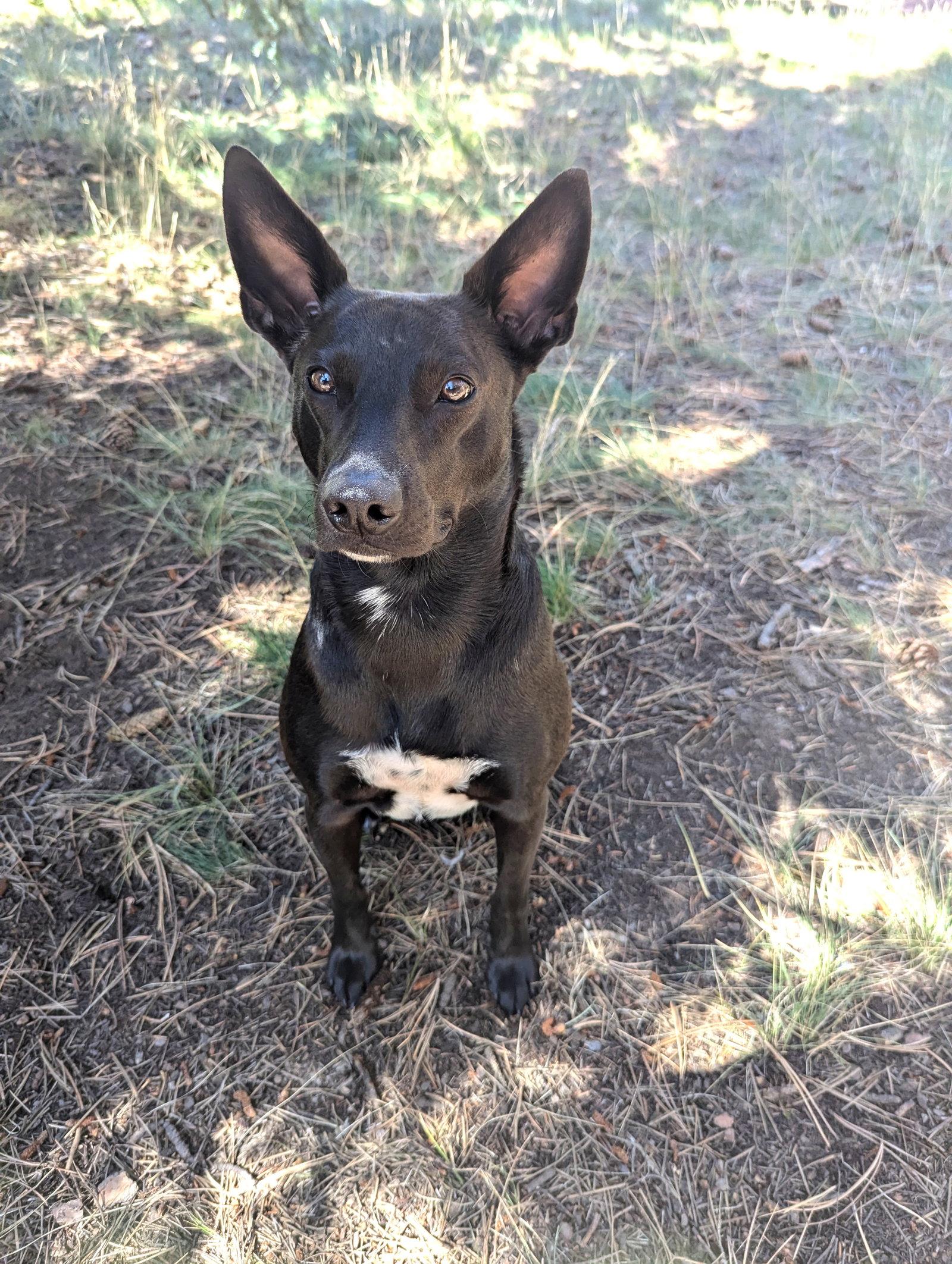 Enlarge Luke, a Adoptable mixed breed in Winter Park, CO image 3/3