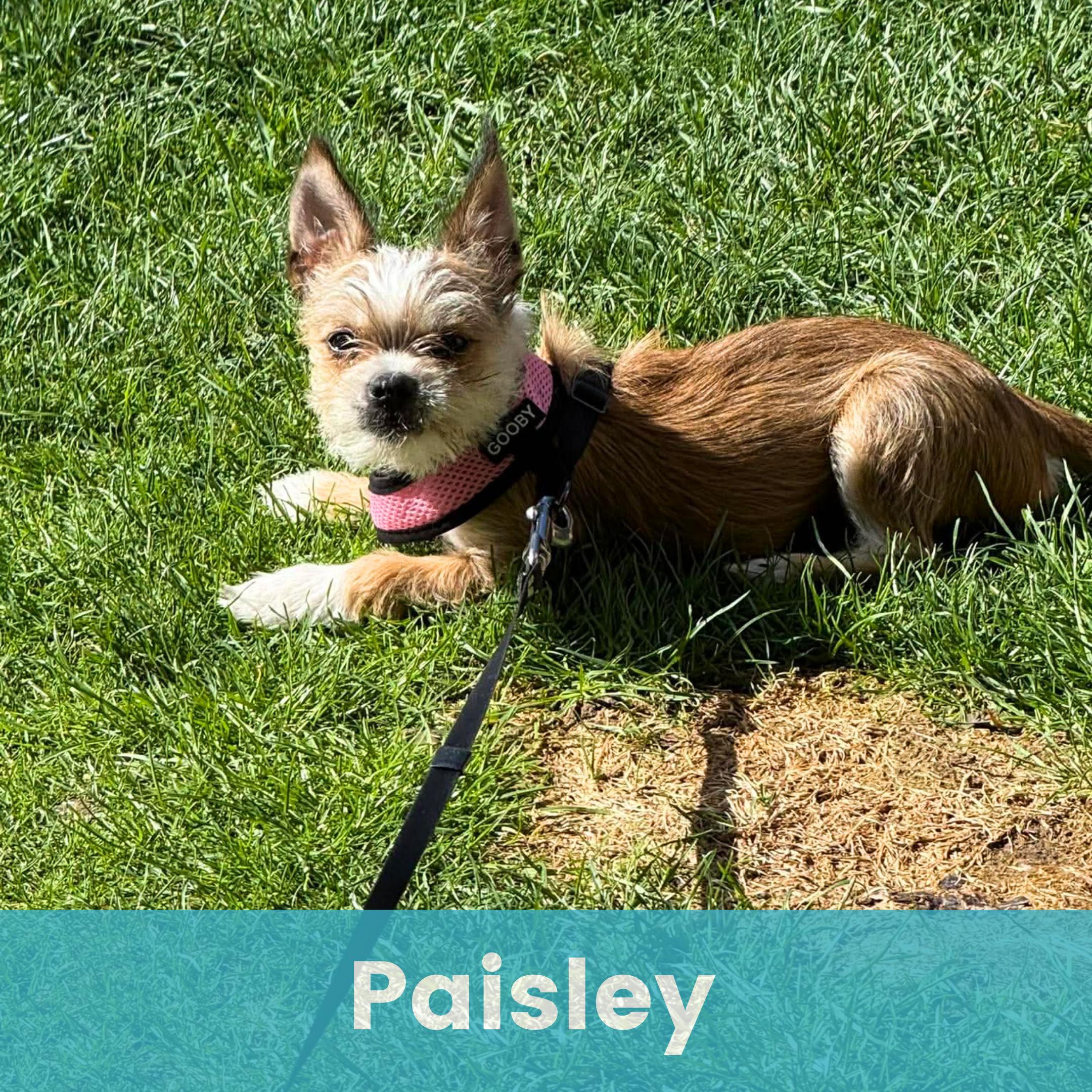 Paisley, adopted, Puppy Female Mixed Breed.