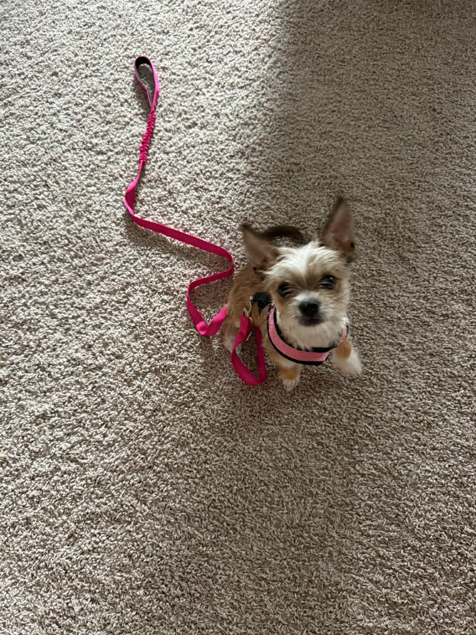 Enlarge Paisley, an adopted Mixed Breed in Rochester , NY image 4/5