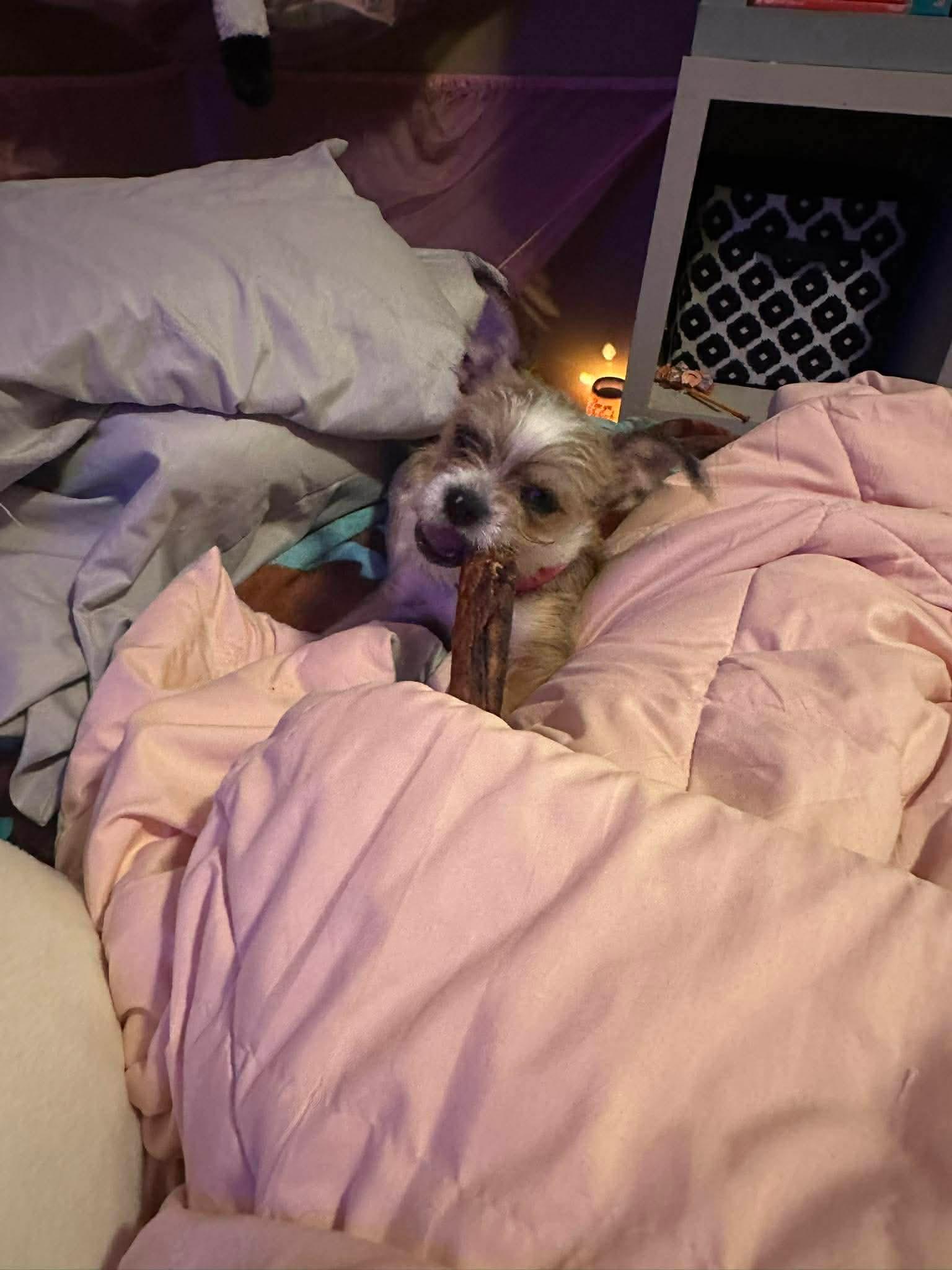 Enlarge Paisley, an adopted Mixed Breed in Rochester , NY image 2/5