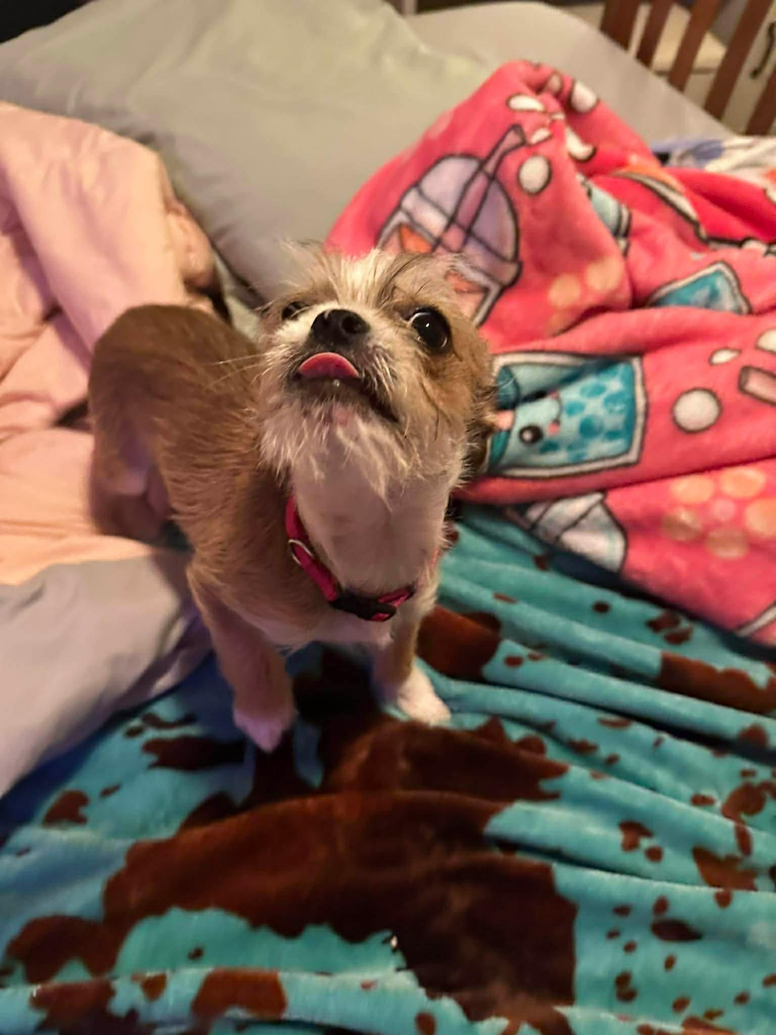Enlarge Paisley, an adopted Mixed Breed in Rochester , NY image 5/5