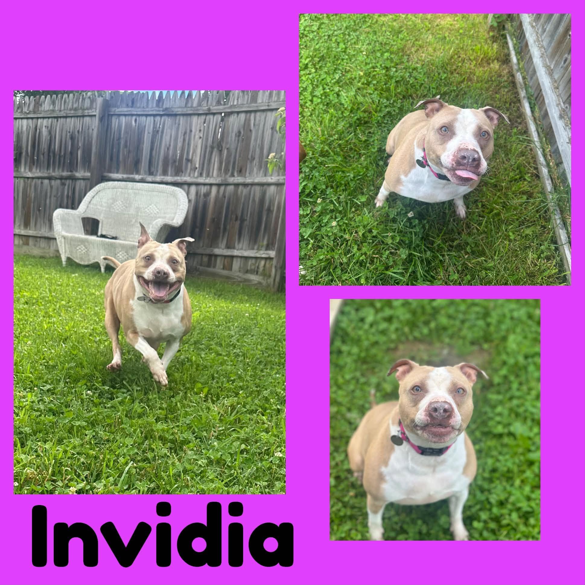 Enlarge Invidia, a ADOPTABLE Mixed Breed in Springfield, VT image 1/1
