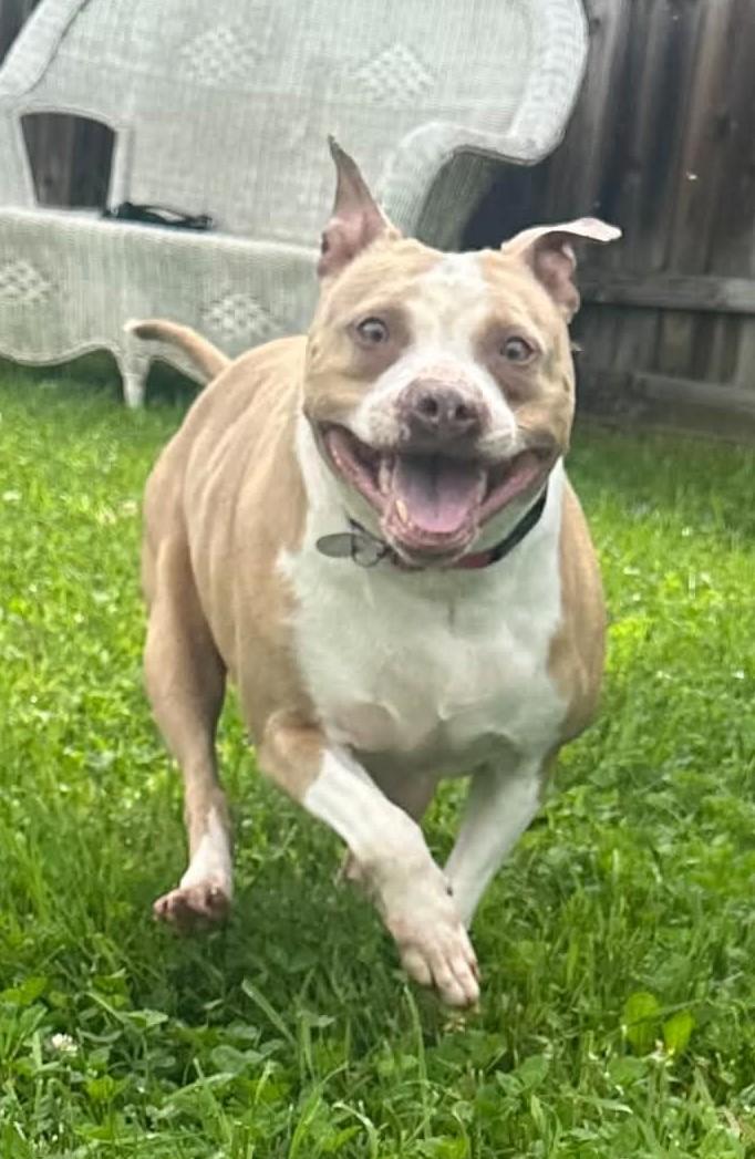 Invidia, a ADOPTABLE Mixed Breed in Springfield, VT image 1/2