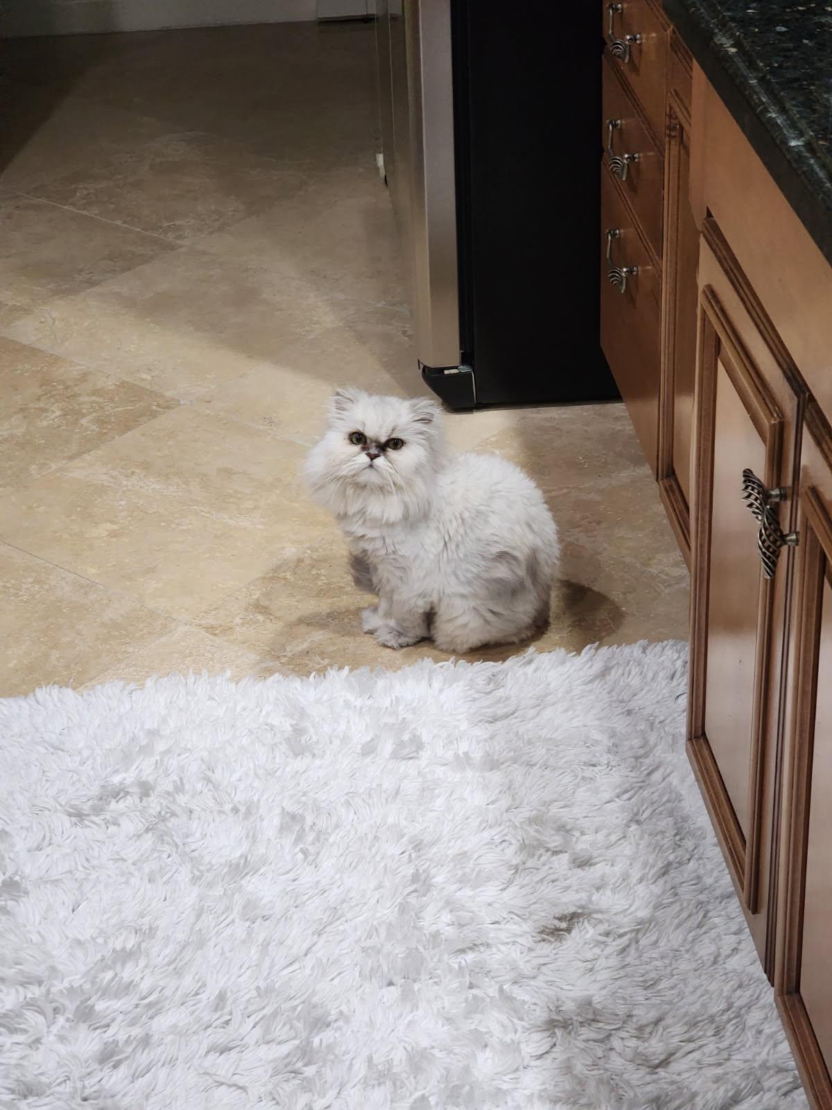 Enlarge Sugar Bear & Ms America, a ADOPTABLE Persian in Tampa, FL image 4/4