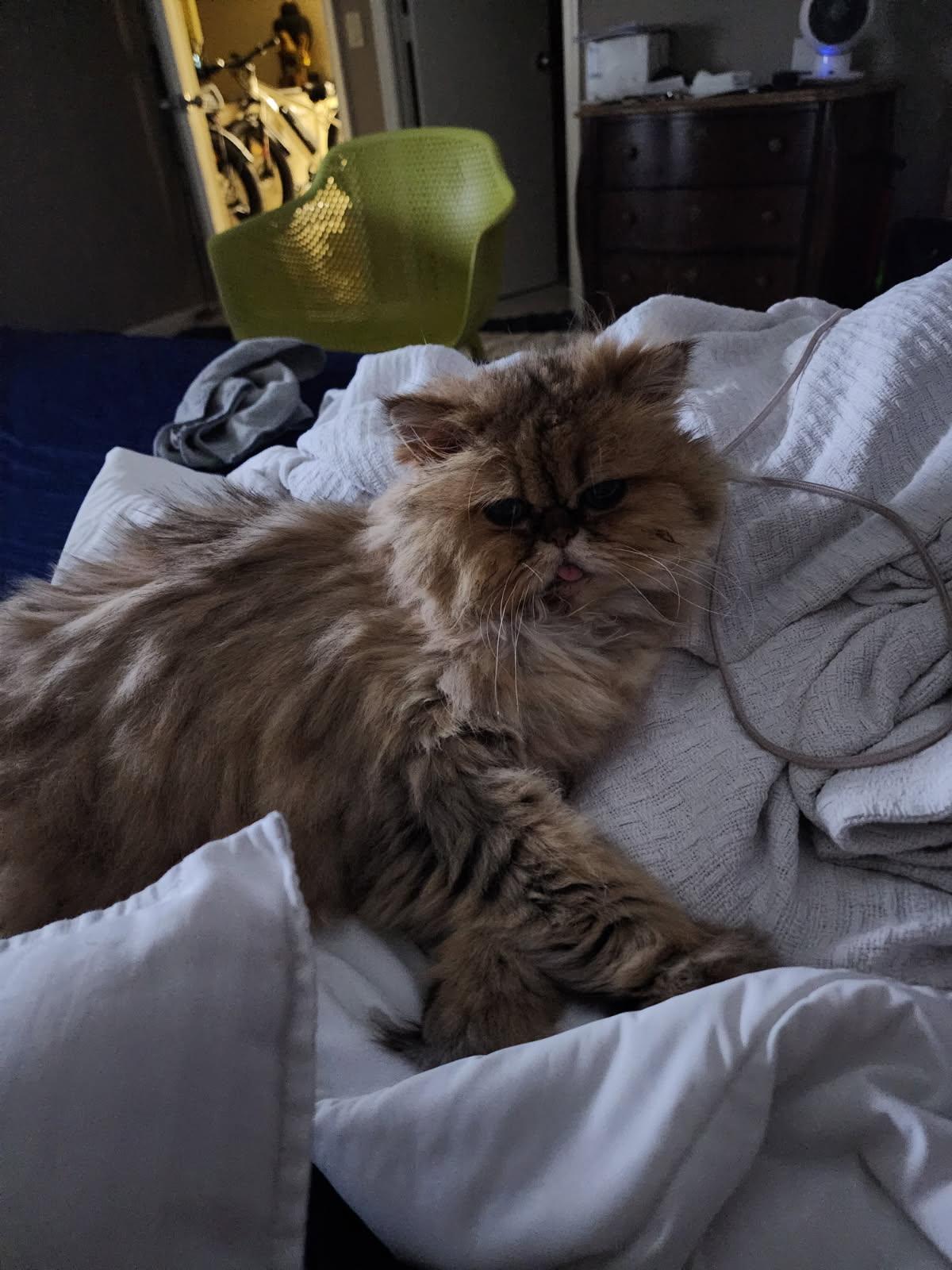 Sugar Bear & Ms America, ADOPTABLE, Senior Female Persian.