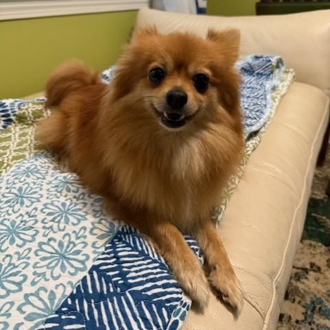 Enlarge Scuba, an adopted Pomeranian in Unionville, CT image 1/2
