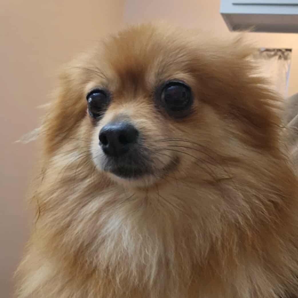 Enlarge Scuba, an adopted Pomeranian in Unionville, CT image 2/2