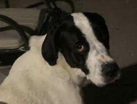 John (Bobby), a Adoptable mixed breed in Pahrump, NV image 1/3