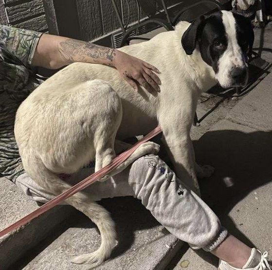 John (Bobby), Adoptable, Adult Male Great Dane & Great Pyrenees.