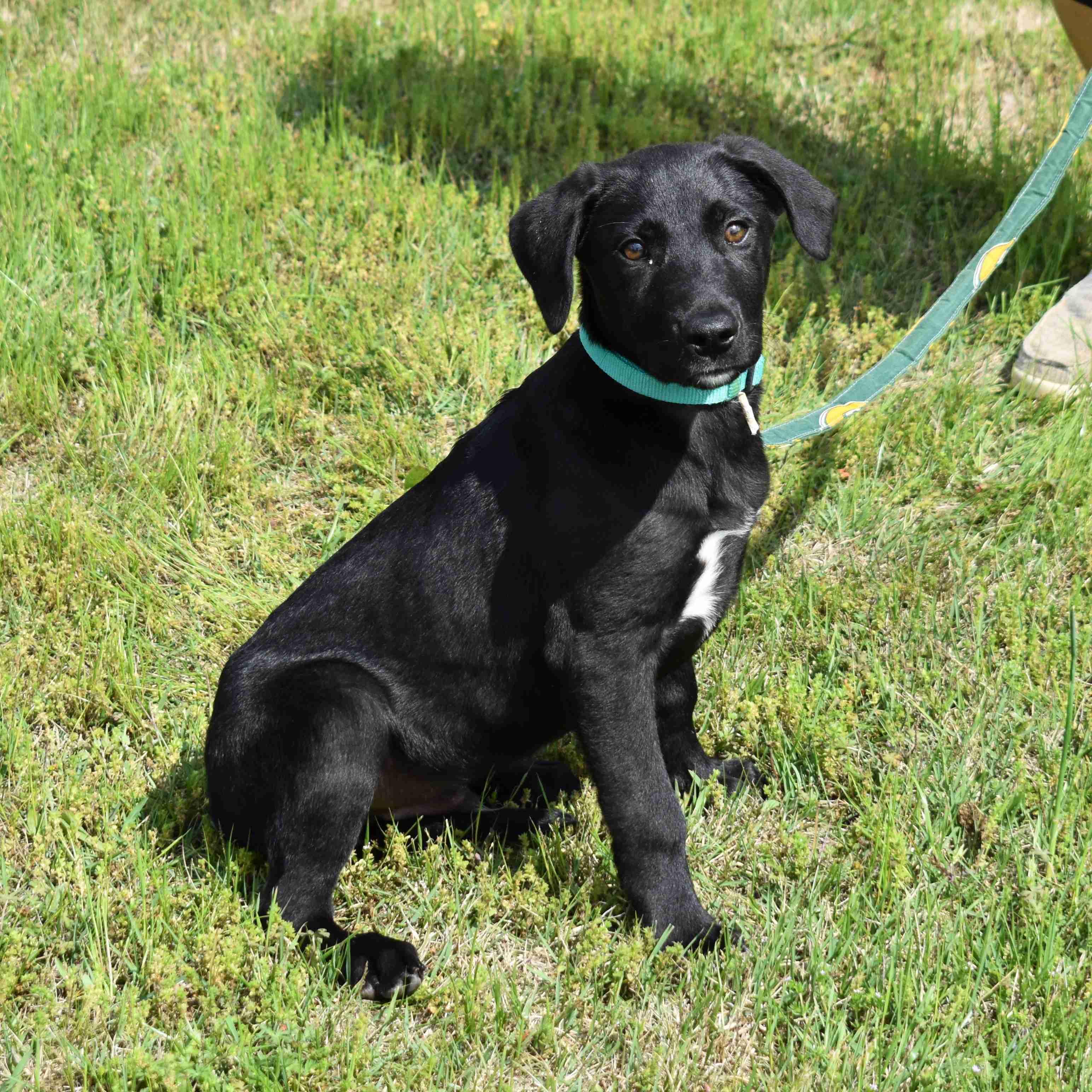 Ringo, an adopted mixed breed in Searcy, AR image 2/6