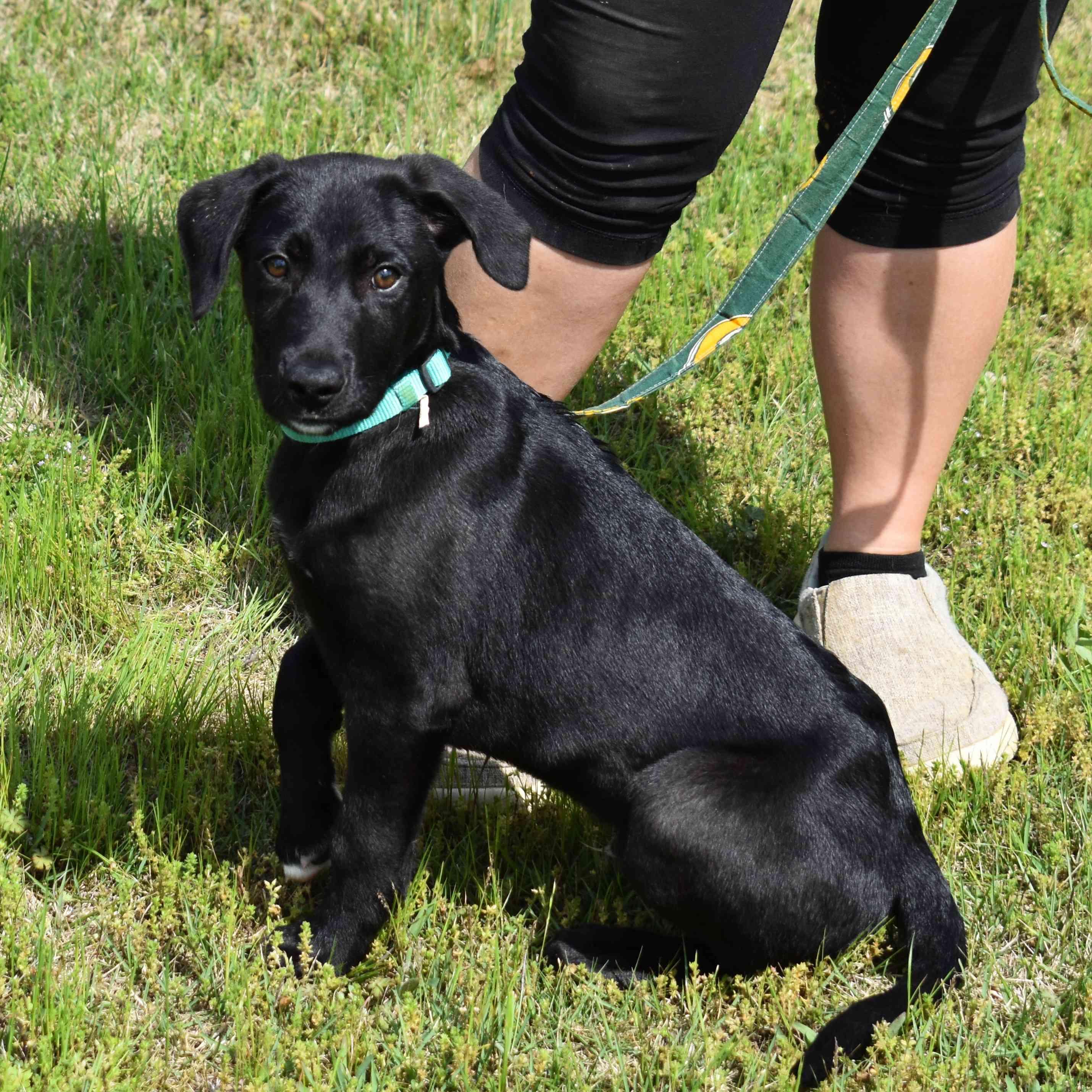 Ringo, an adopted mixed breed in Searcy, AR image 3/6