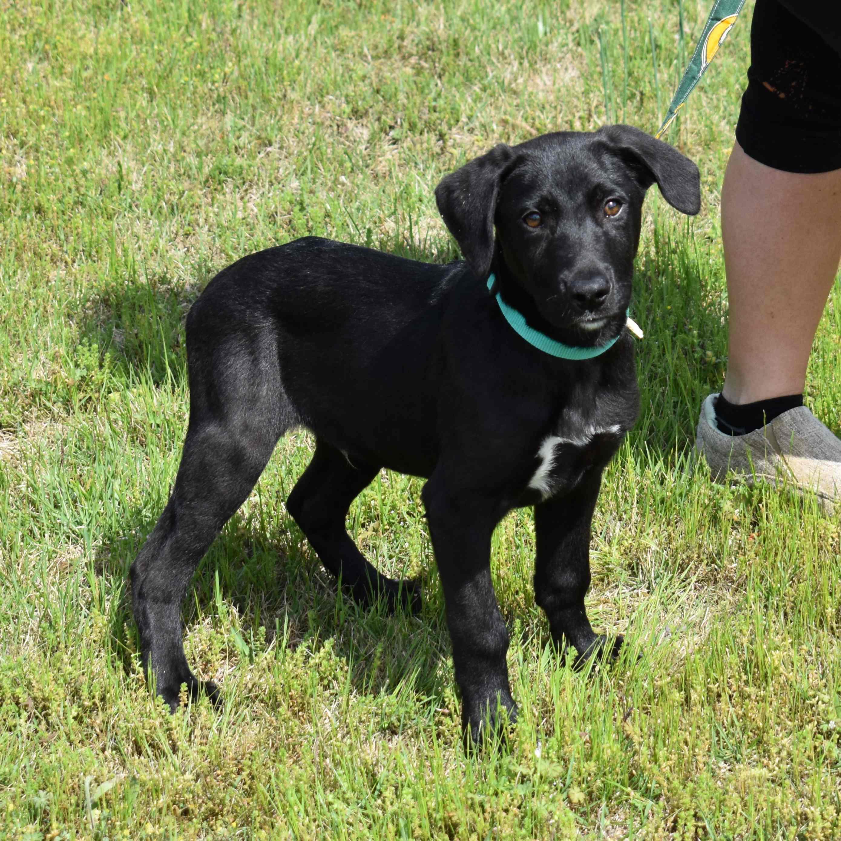 Ringo, an adopted mixed breed in Searcy, AR image 4/6