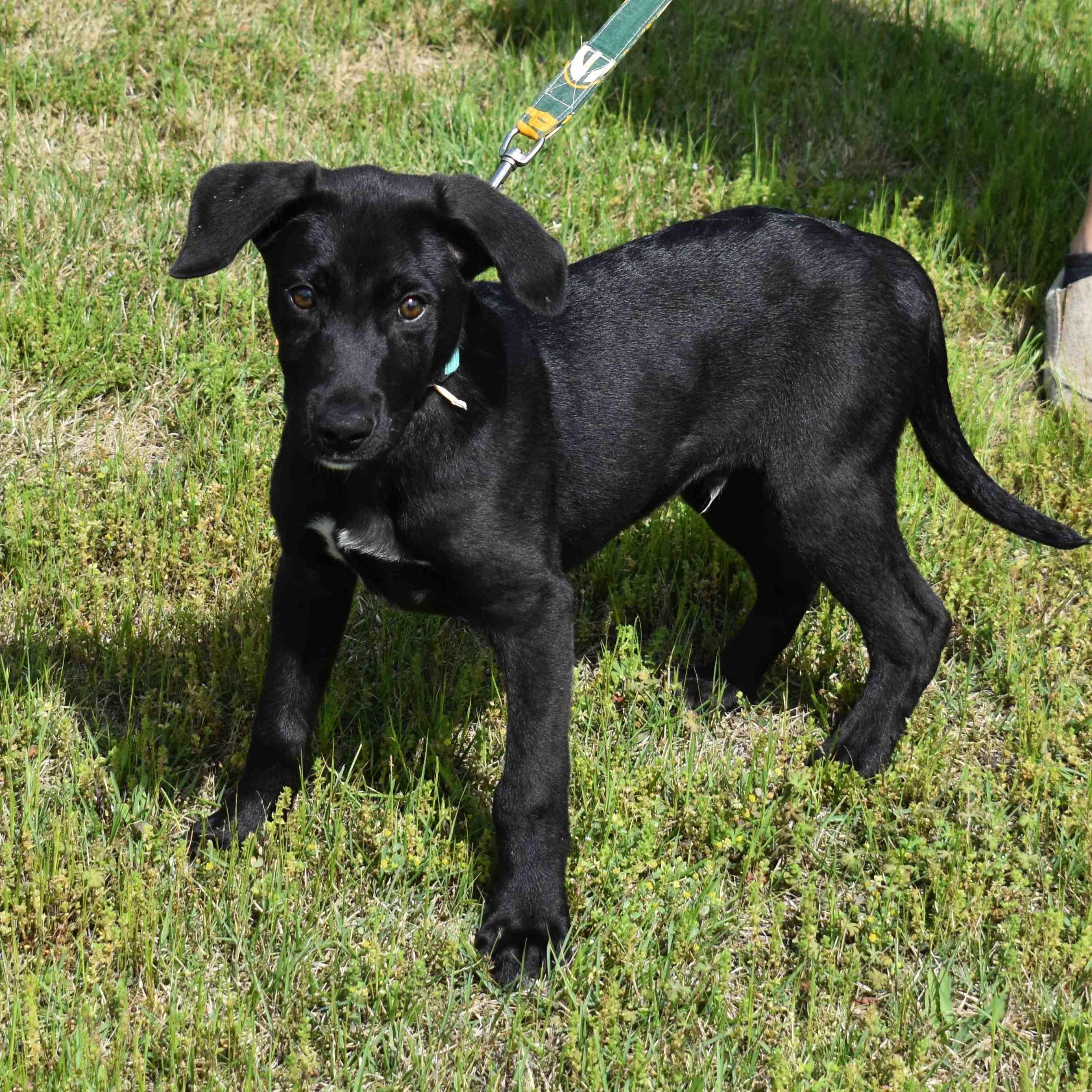 Ringo, an adopted mixed breed in Searcy, AR image 6/6