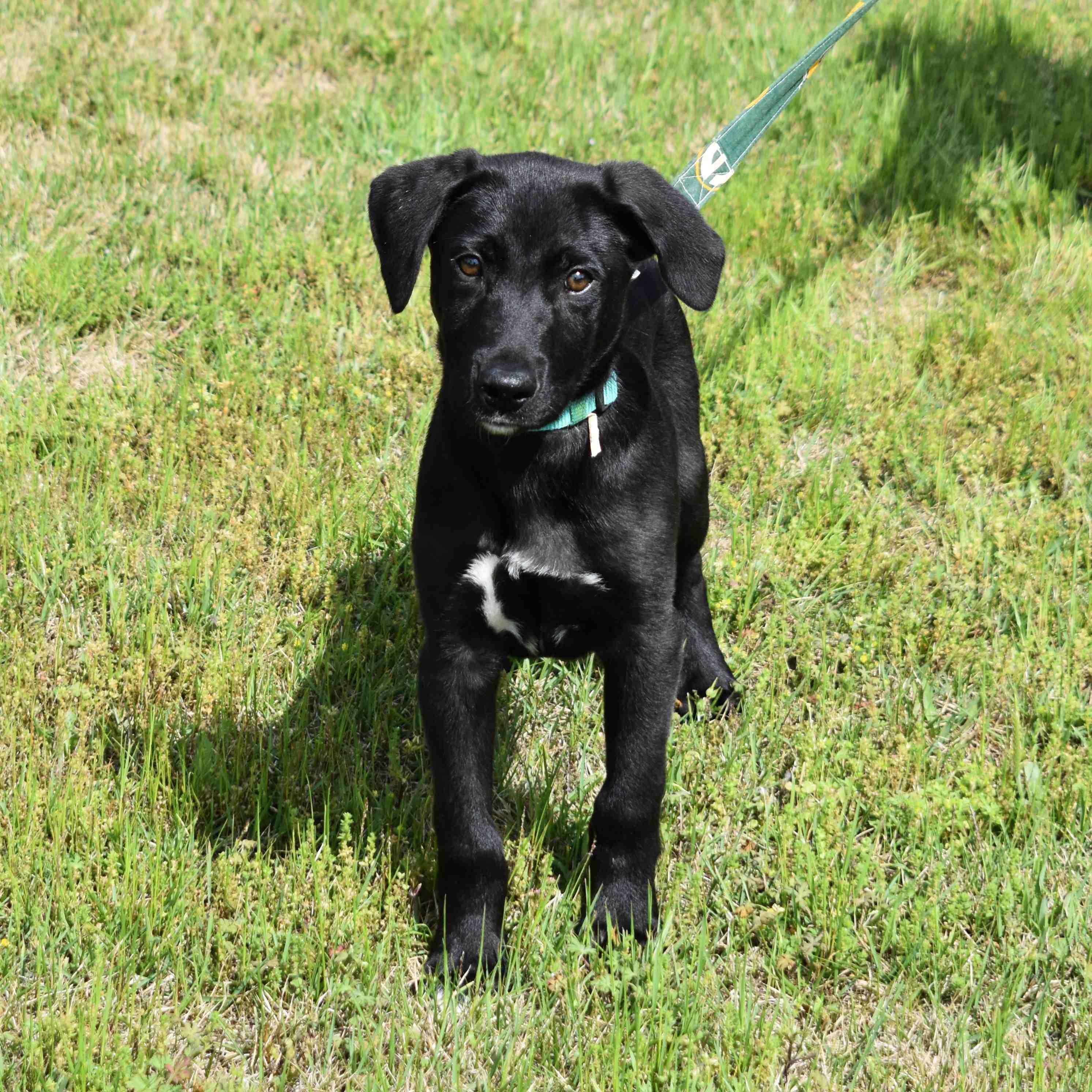 Ringo, an adopted mixed breed in Searcy, AR image 1/6